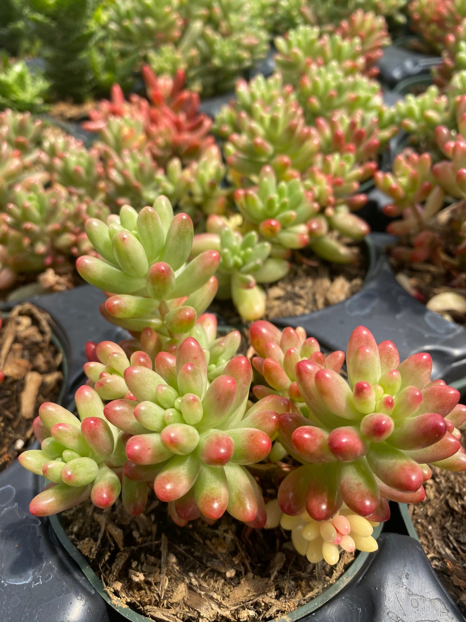 Sedum rubrotinctum 'Aurora'
