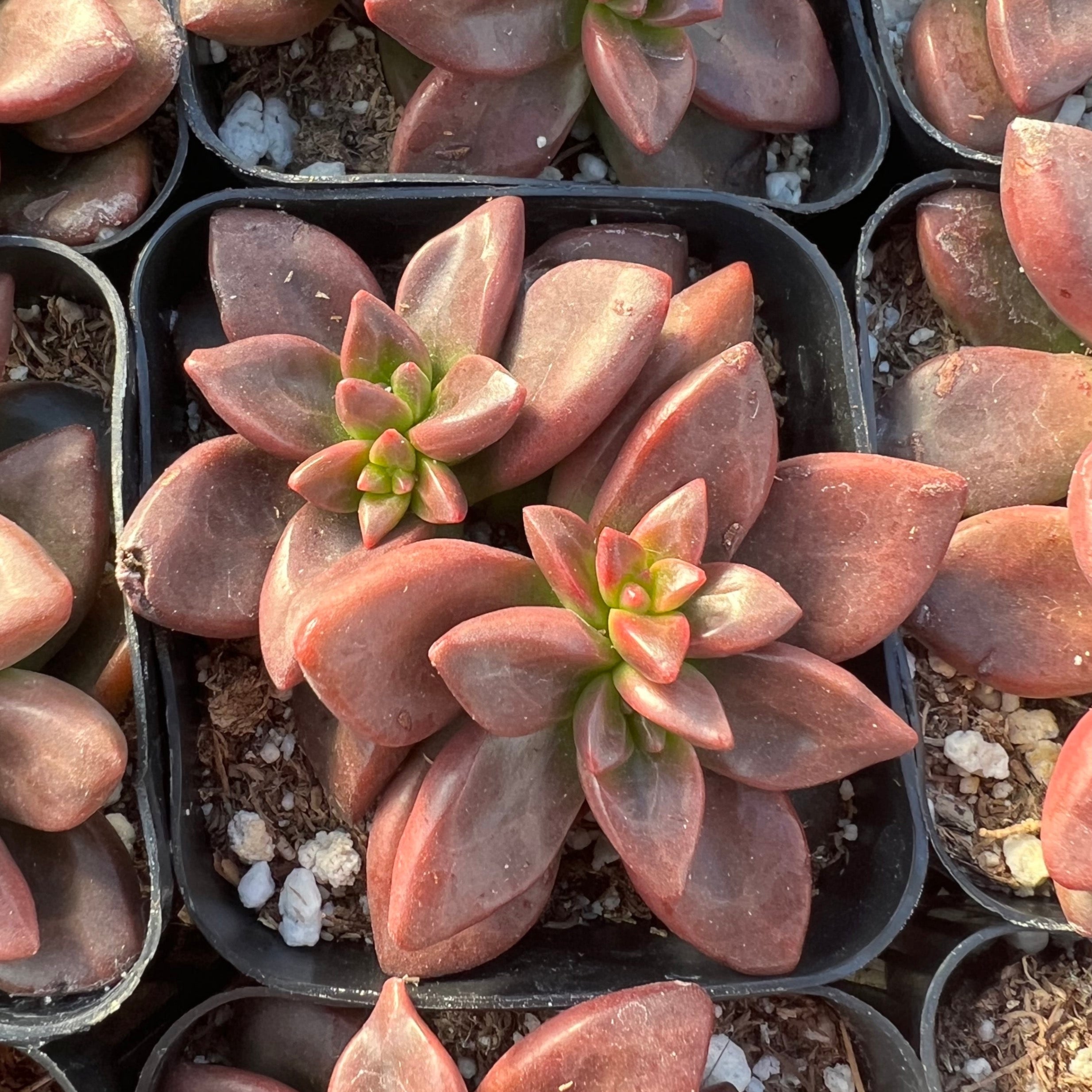 sorrento succulent Sedeveria 'Sorrento' – Succulent Gardens