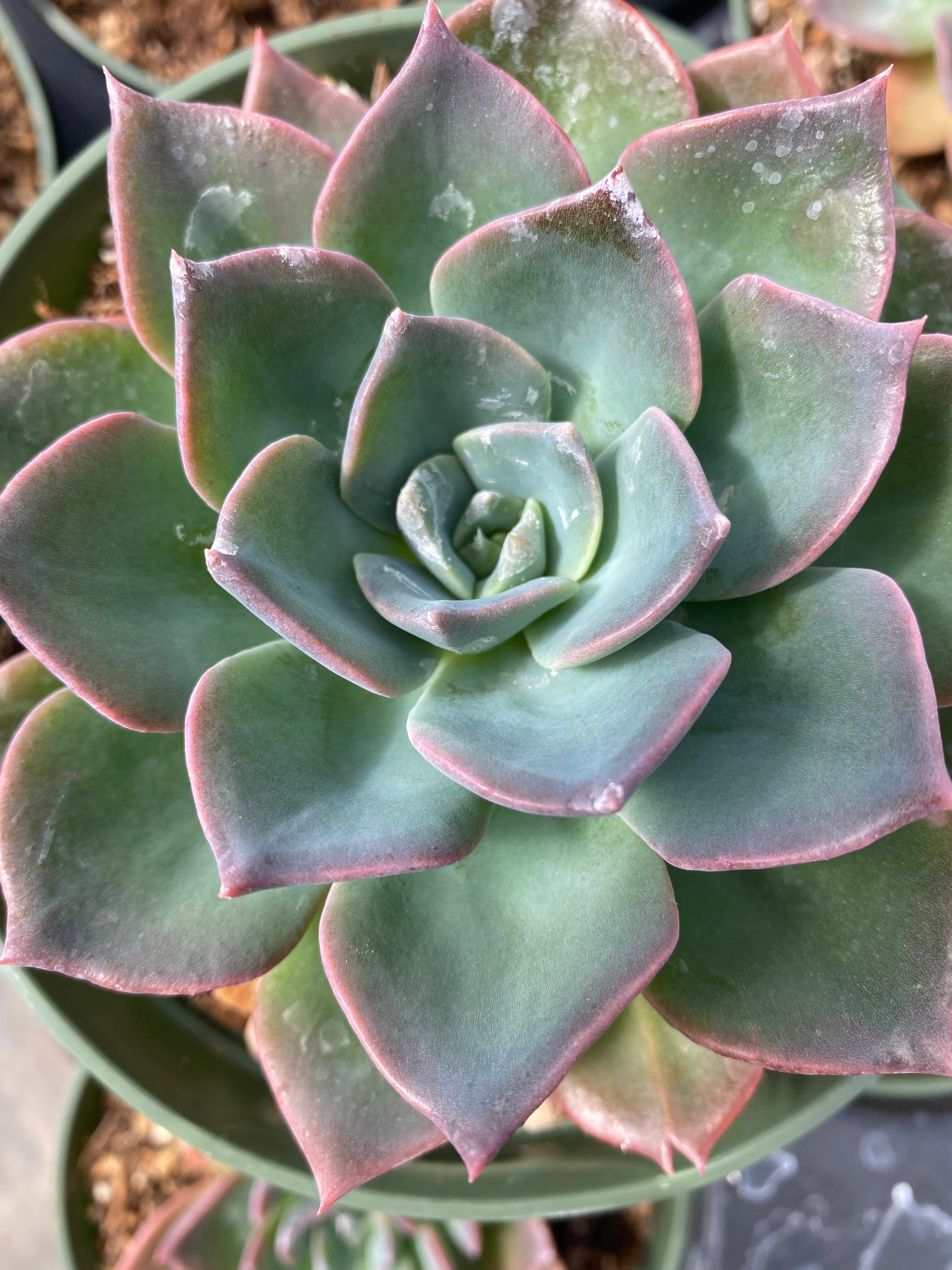 princess blue succulent Echeveria 'Princess Blue' – Succulent Gardens