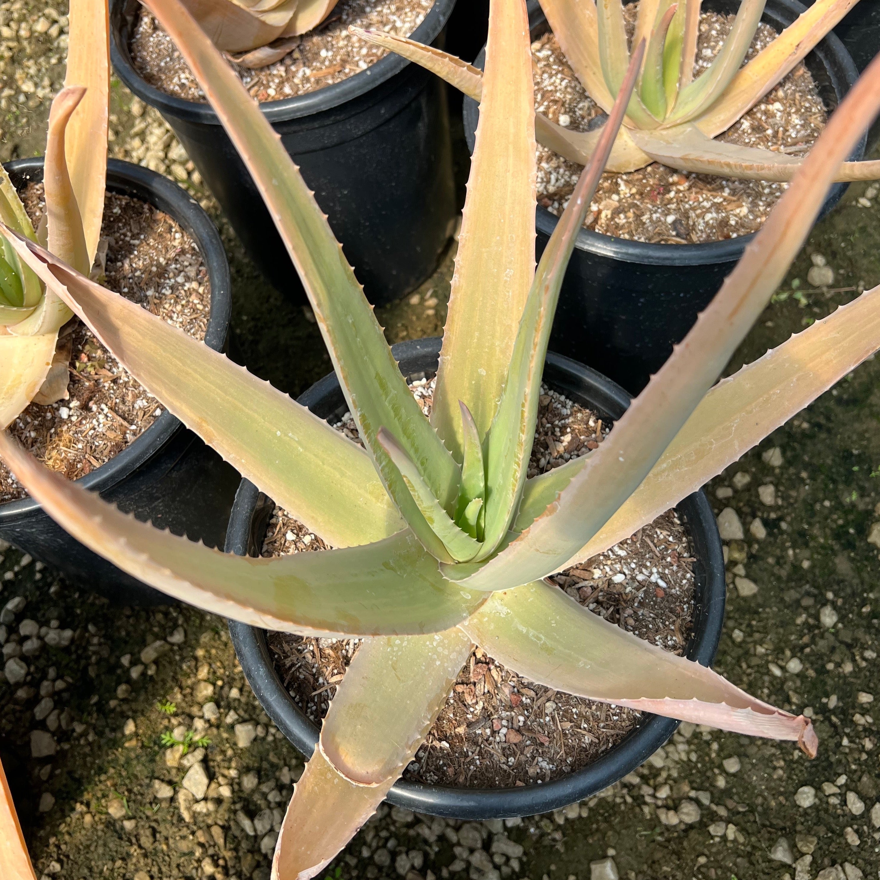 is aloe vera plant good for sunburn Aloe vera – Succulent Gardens