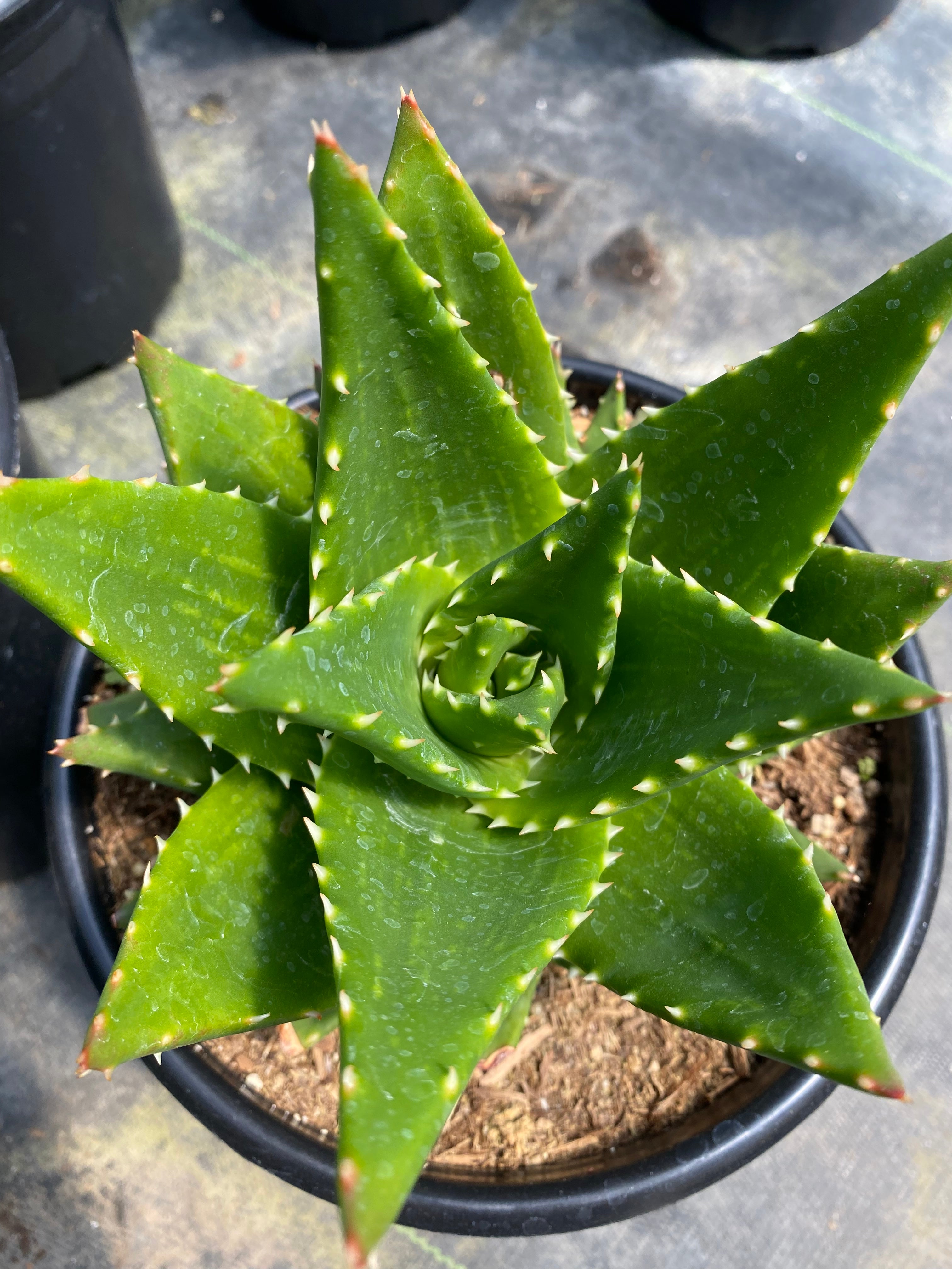 gold tooth aloe vera plant Aloe nobilis 'Gold Tooth' – Succulent Gardens