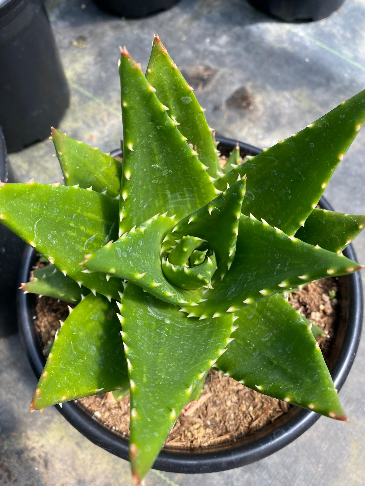 Aloe nobilis 'Gold Tooth'