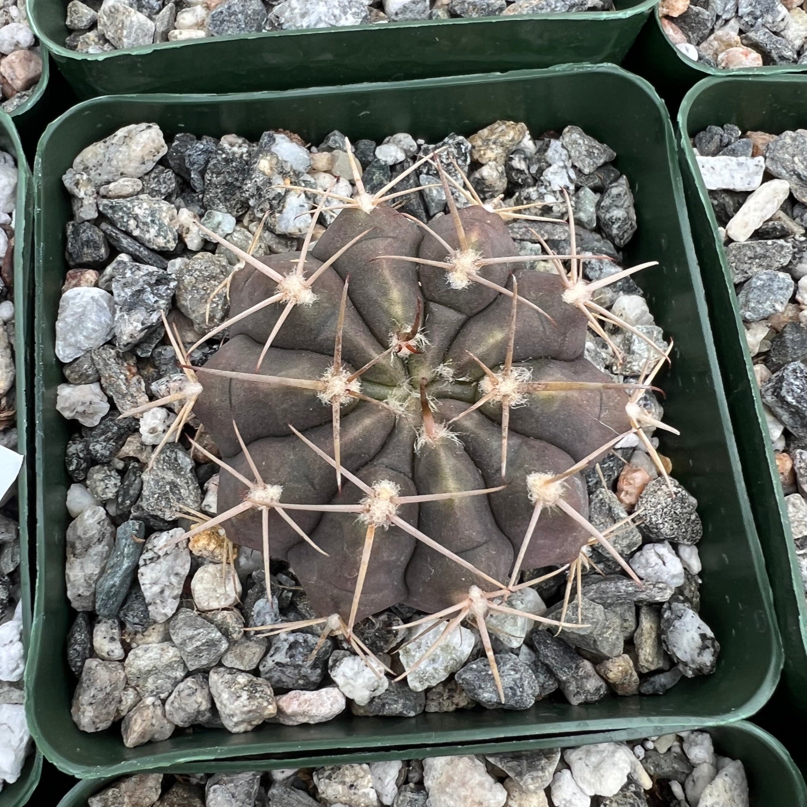gymnocalycium striglianum Gymnocalycium griseo-pallidum – Succulent Gardens