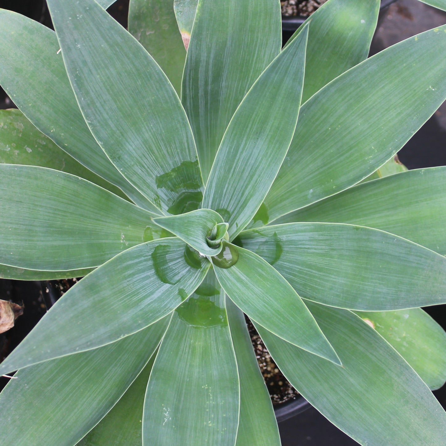 Agave attenuata 'Super Nova'