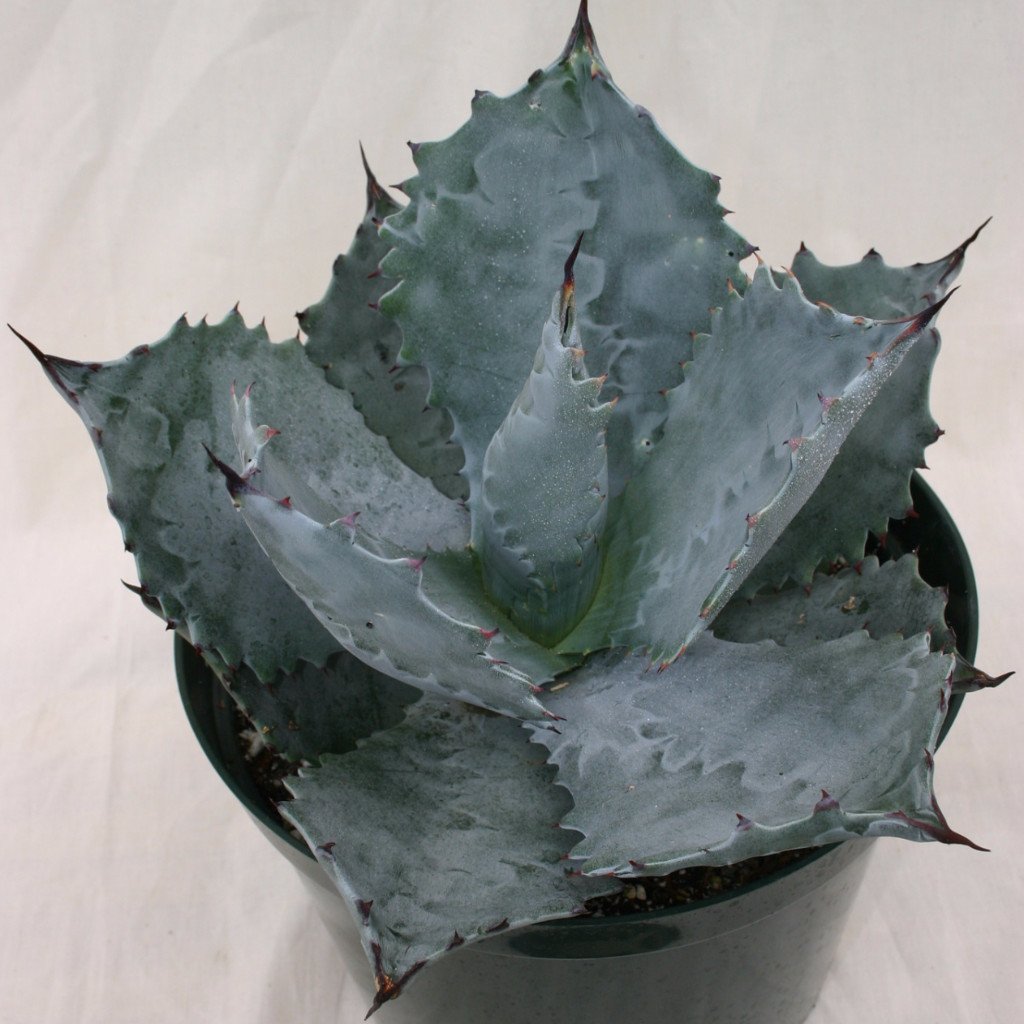 Agave colorata