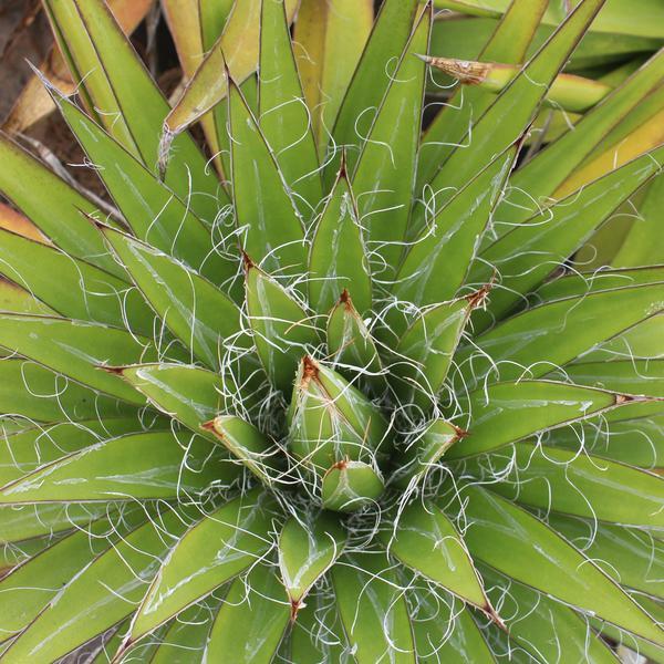 Agave filifera – Succulent Gardens