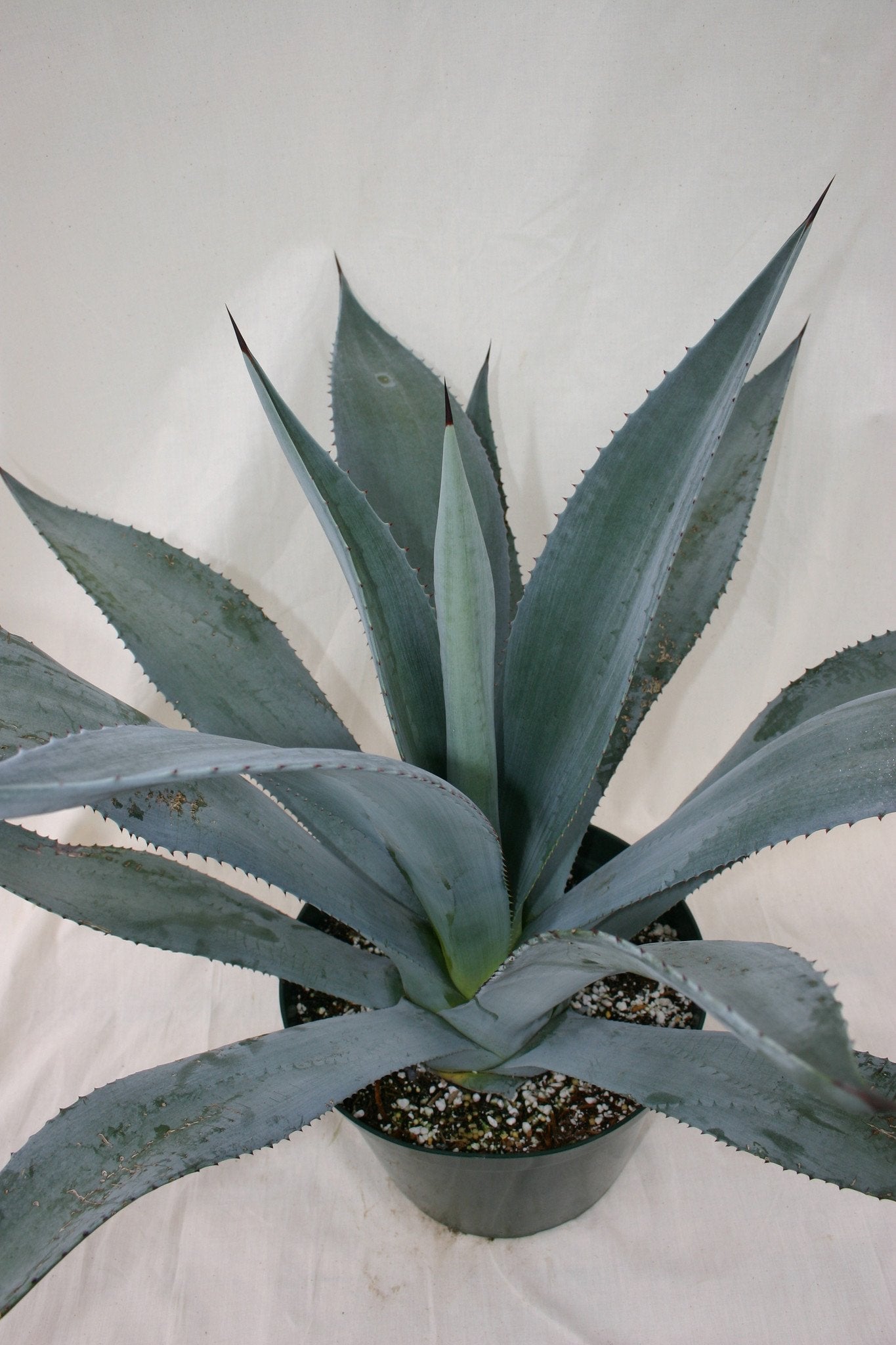 Agave franzosinii – Succulent Gardens