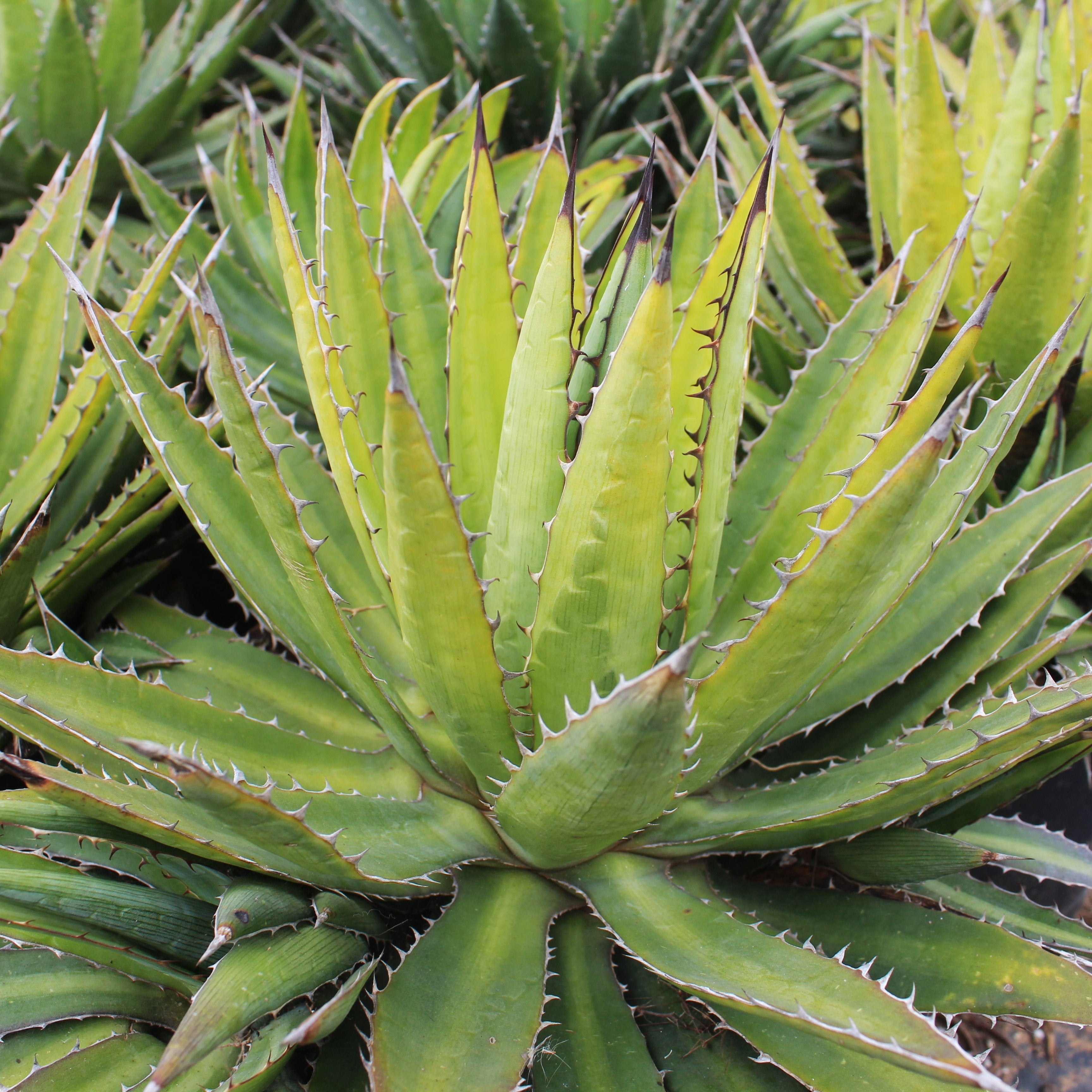 Agave funkiana 'Blue Haze' – Succulent Gardens