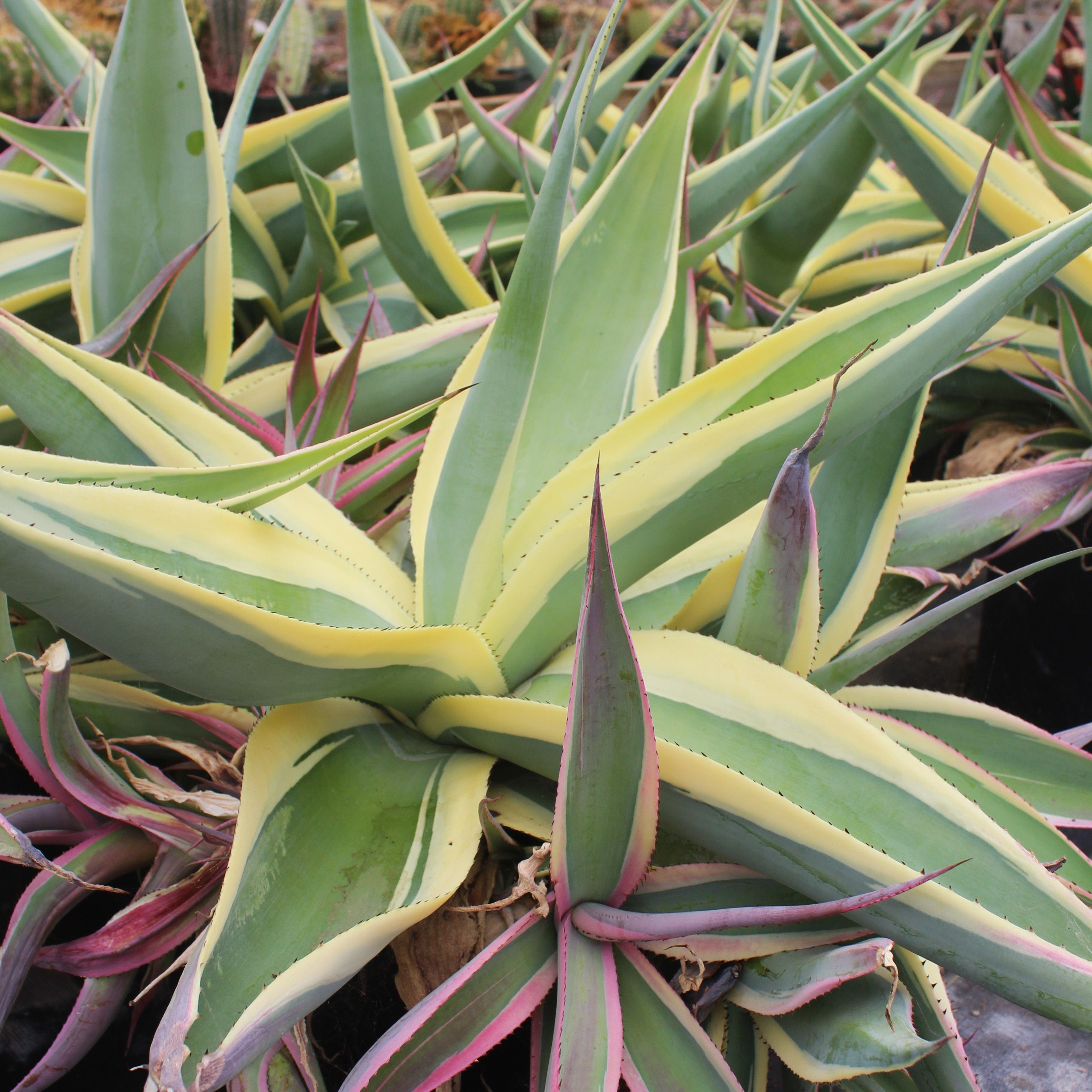 Agave guiengola 'Creme Brulee' – Succulent Gardens