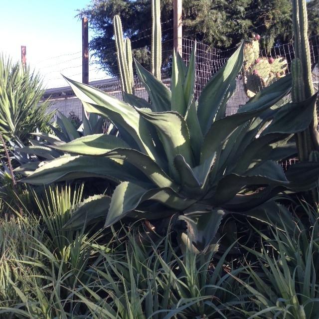 Agave gentryi 'Jaws'