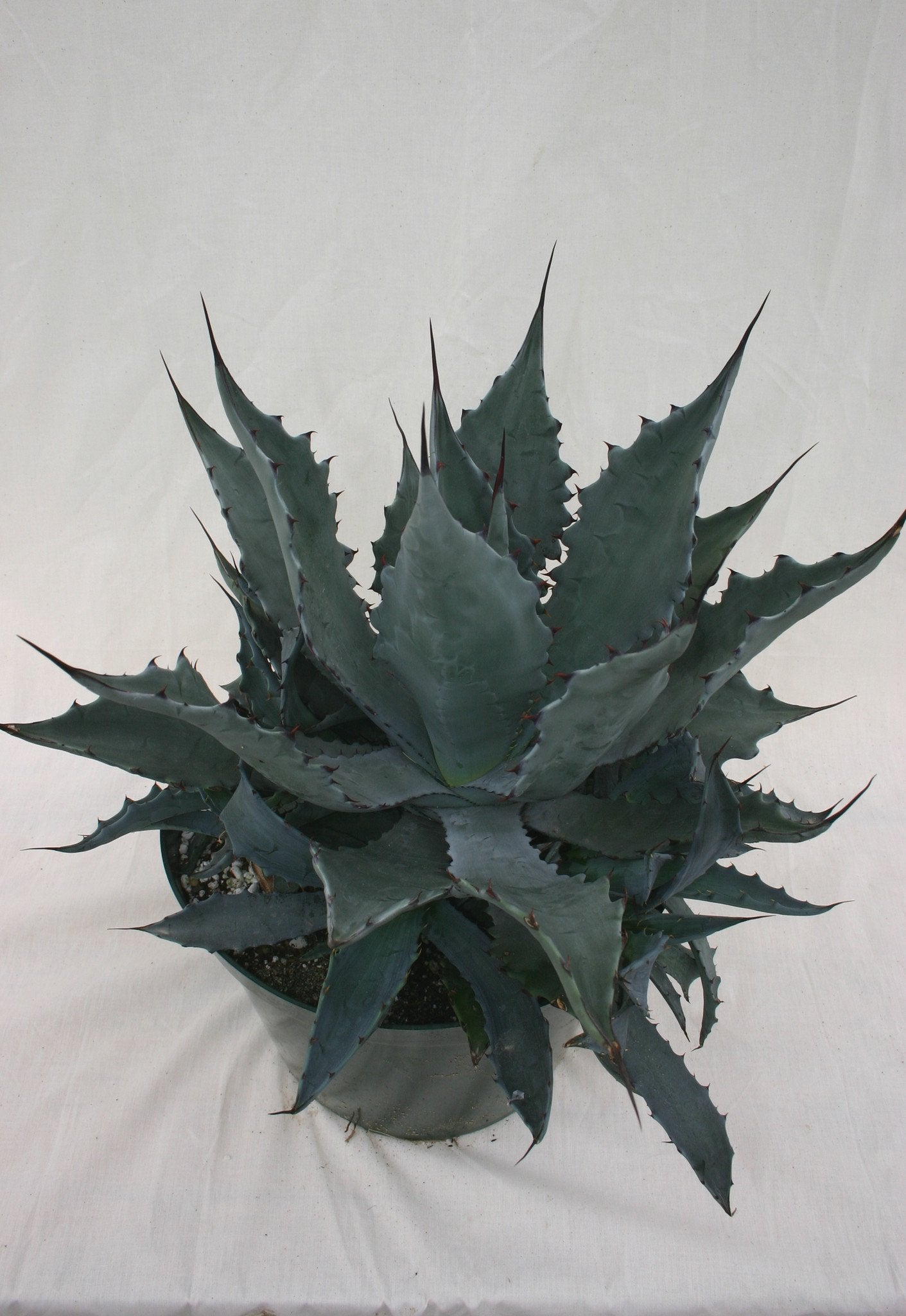 Agave potatorum