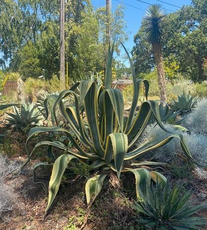 Agave angustifolia 'Marginata' – Succulent Gardens