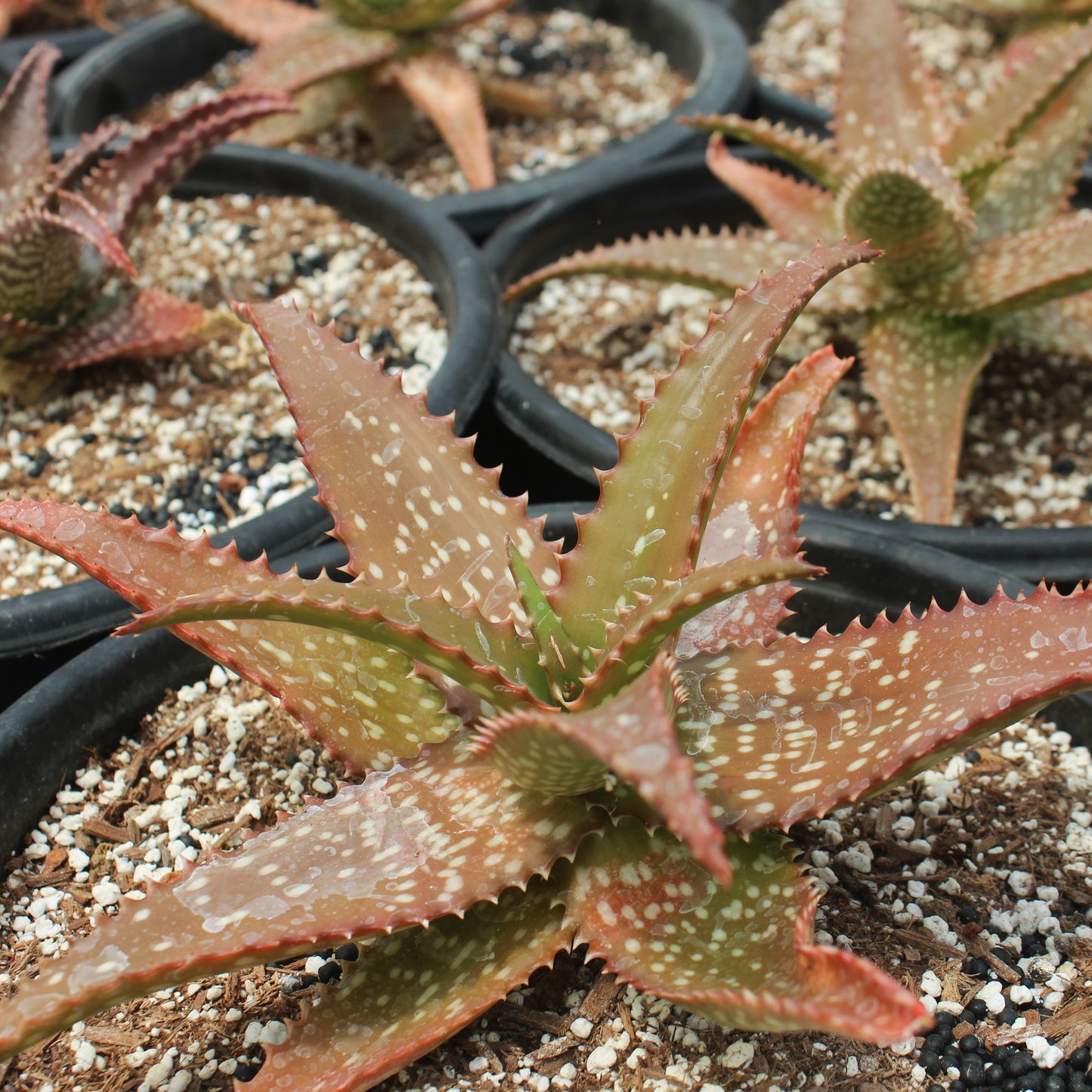 Aloe 'Cynthia Giddy'
