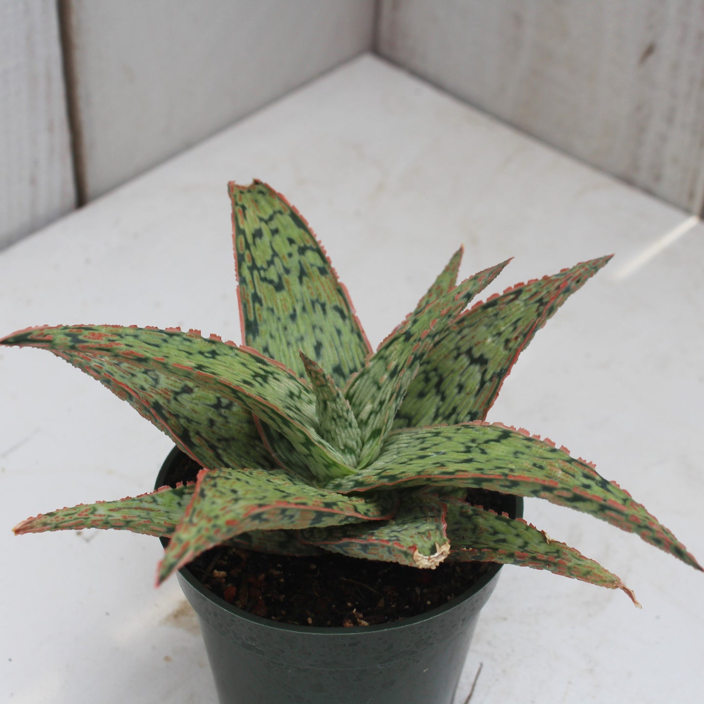 Aloe 'Pink Blush'