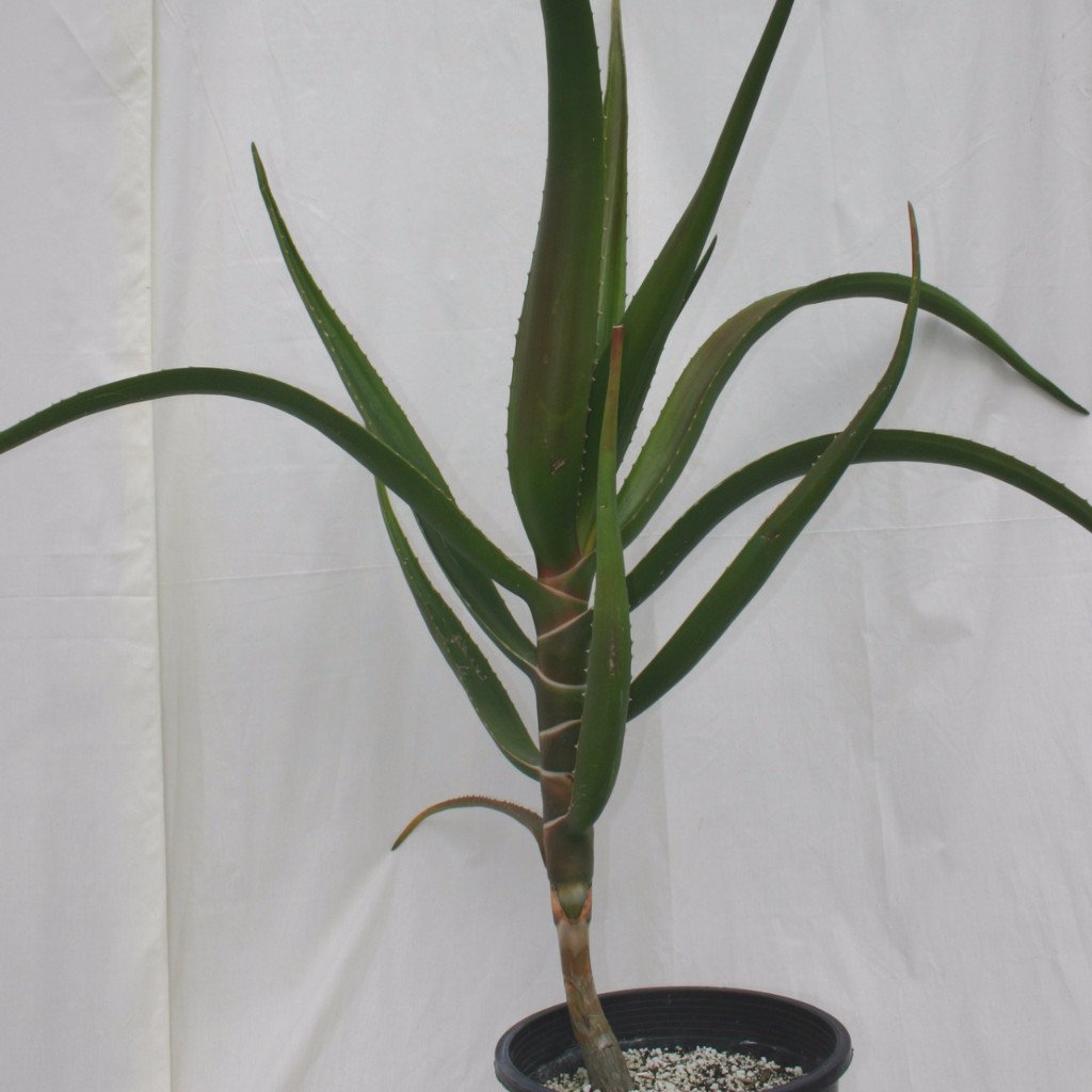 Aloe barberae syn. bainesii