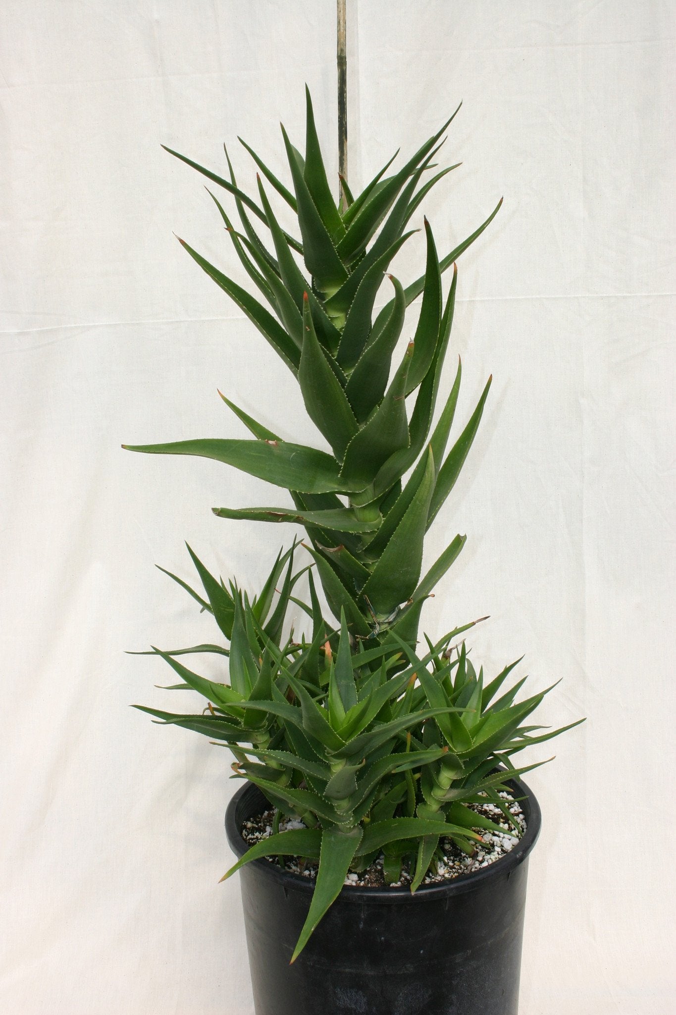 climbing succulent plants Aloe ciliaris – Succulent Gardens