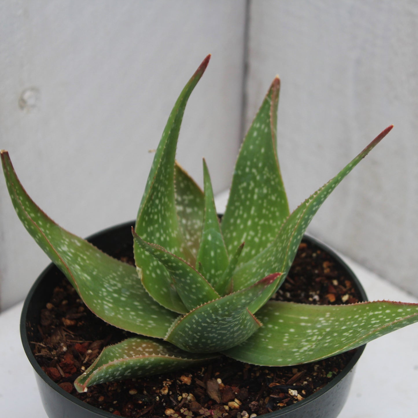 Aloe deltoideodonta