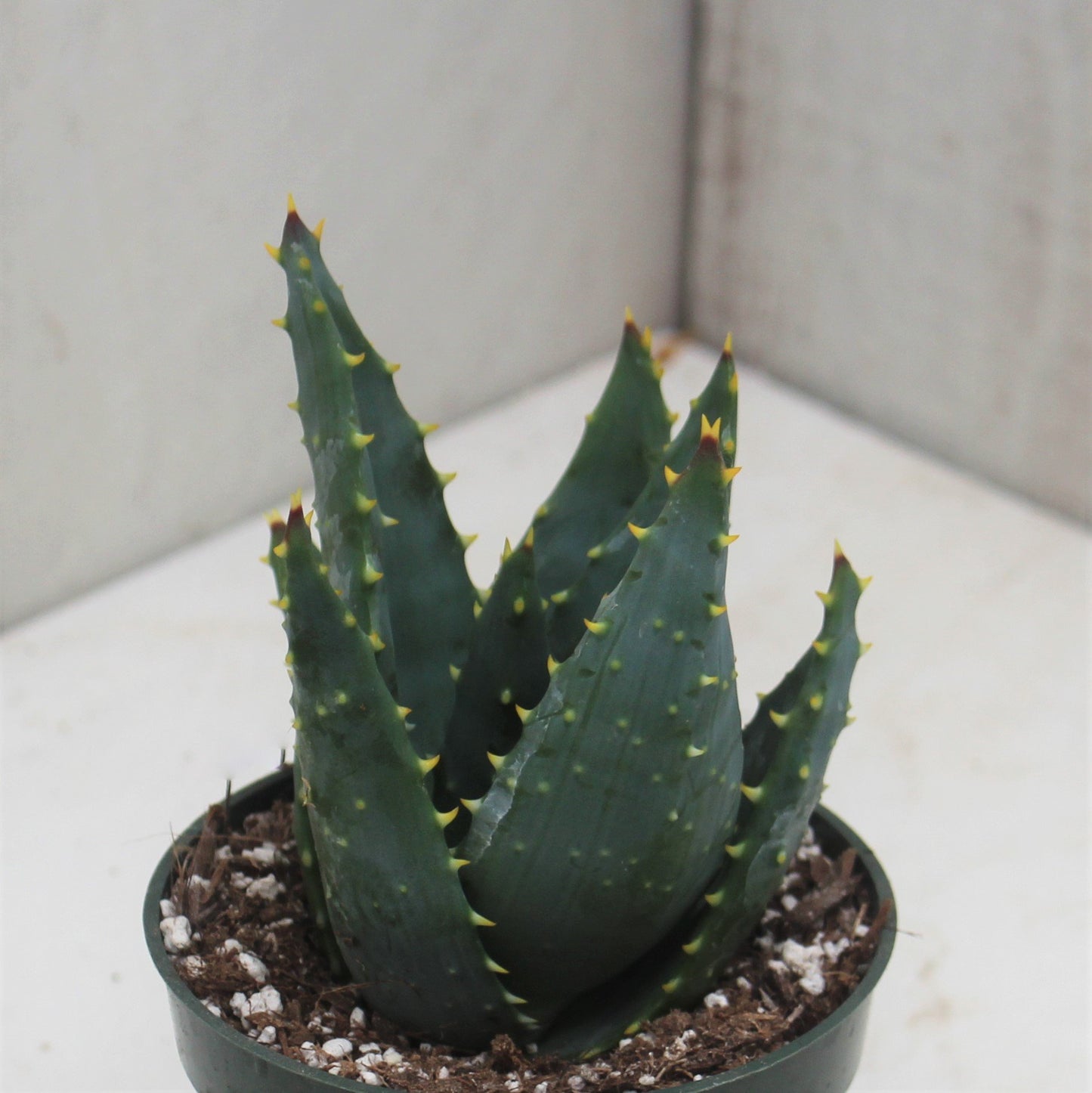 Aloe mitriformis