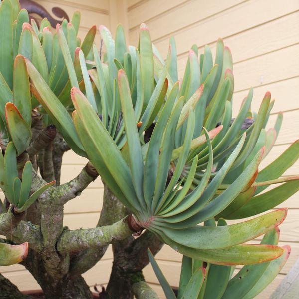 fan shaped succulent Aloe plicatilis – Succulent Gardens