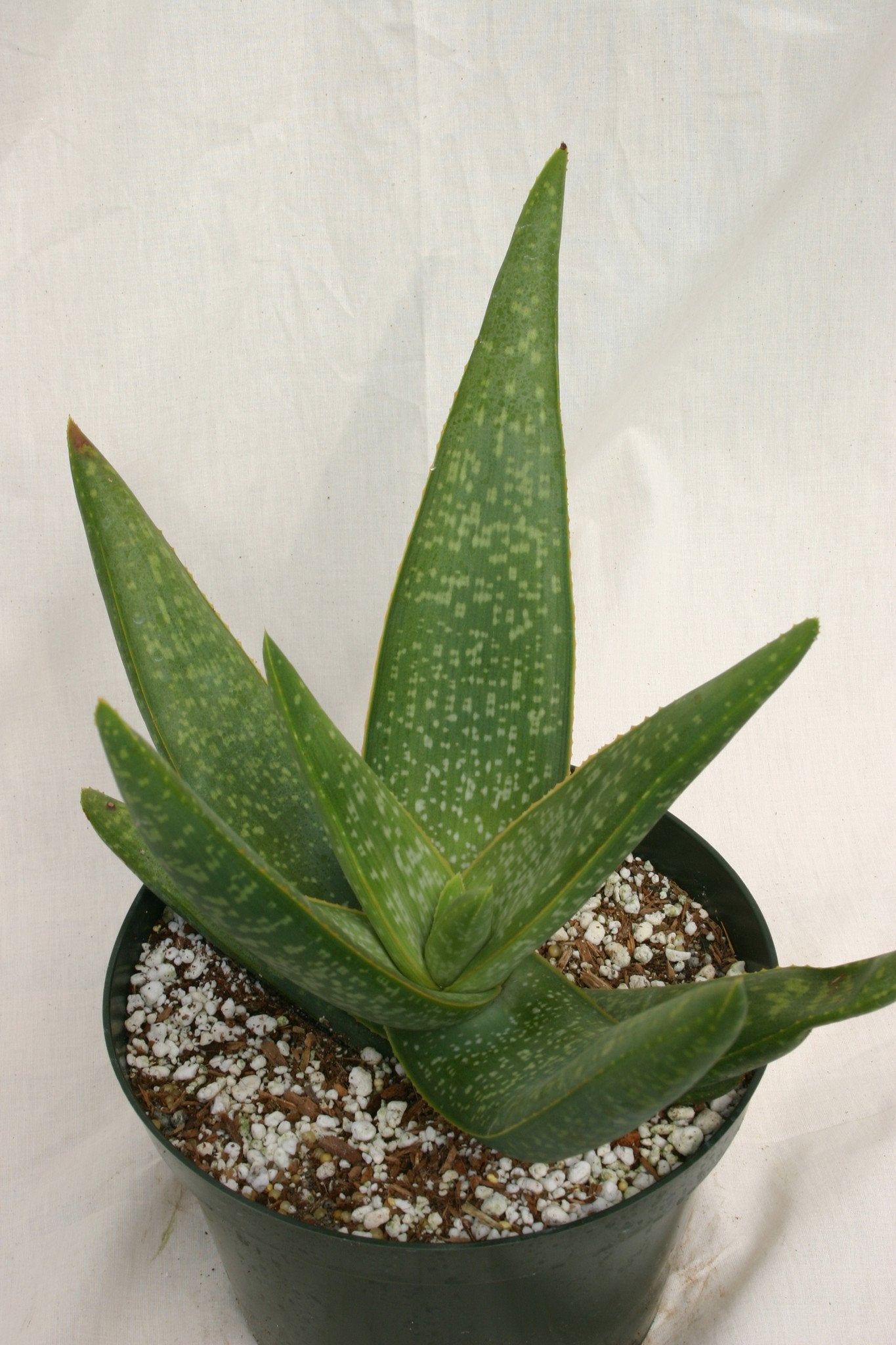 Aloe transvaalensis – Succulent Gardens