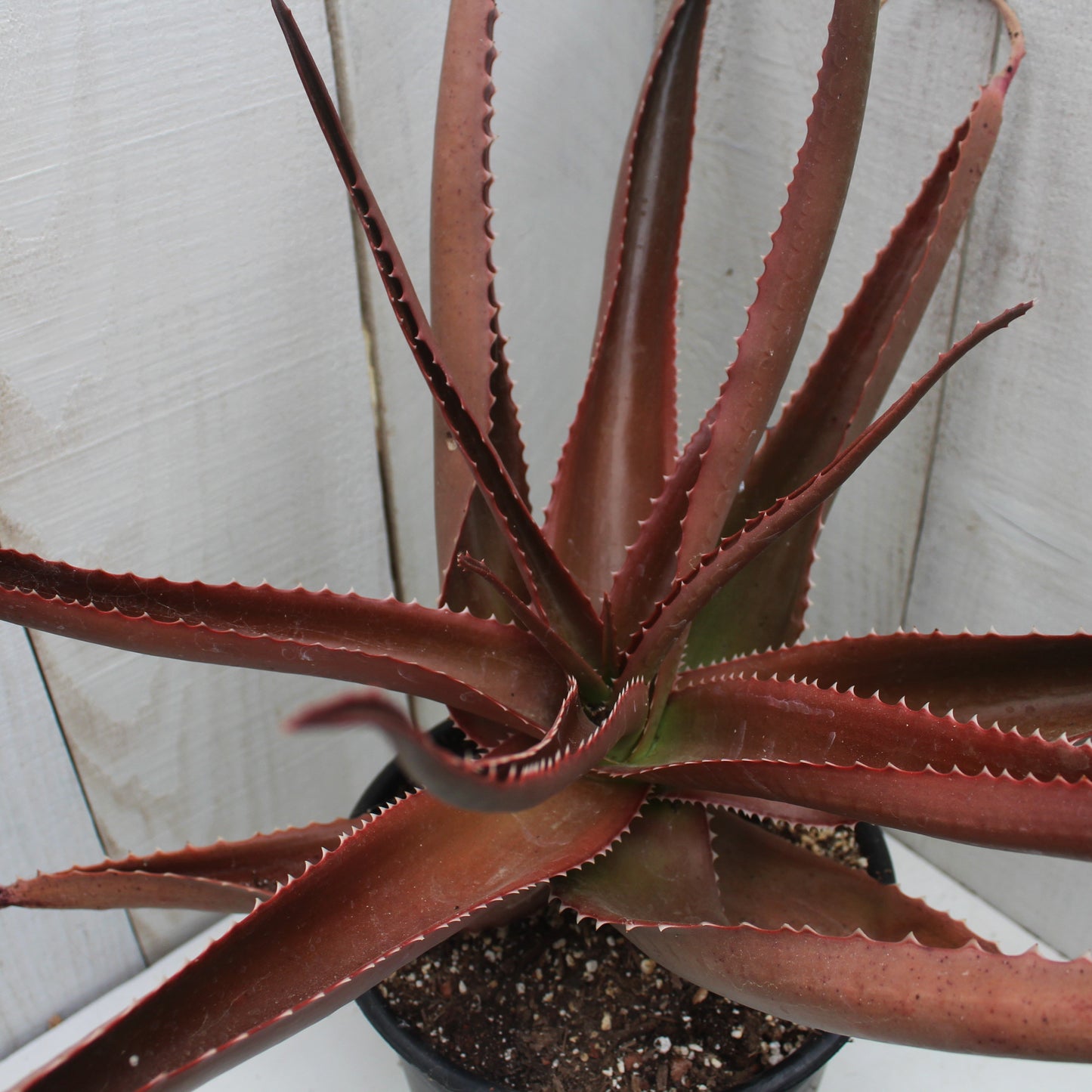 Aloe vaombe