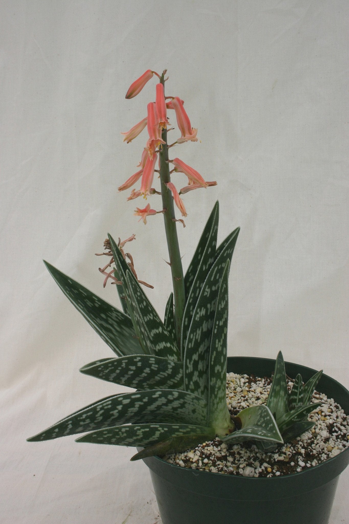 succulent triangular leaves Aloe variegata – Succulent Gardens