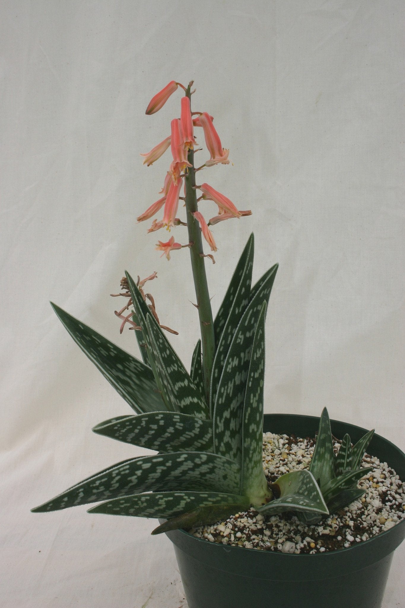 Aloe variegata