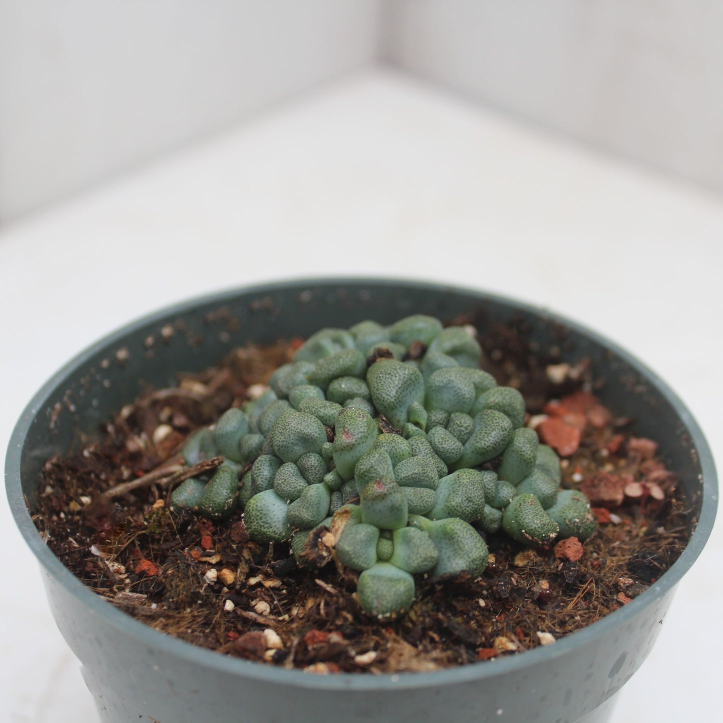 Aloinopsis schoonesii