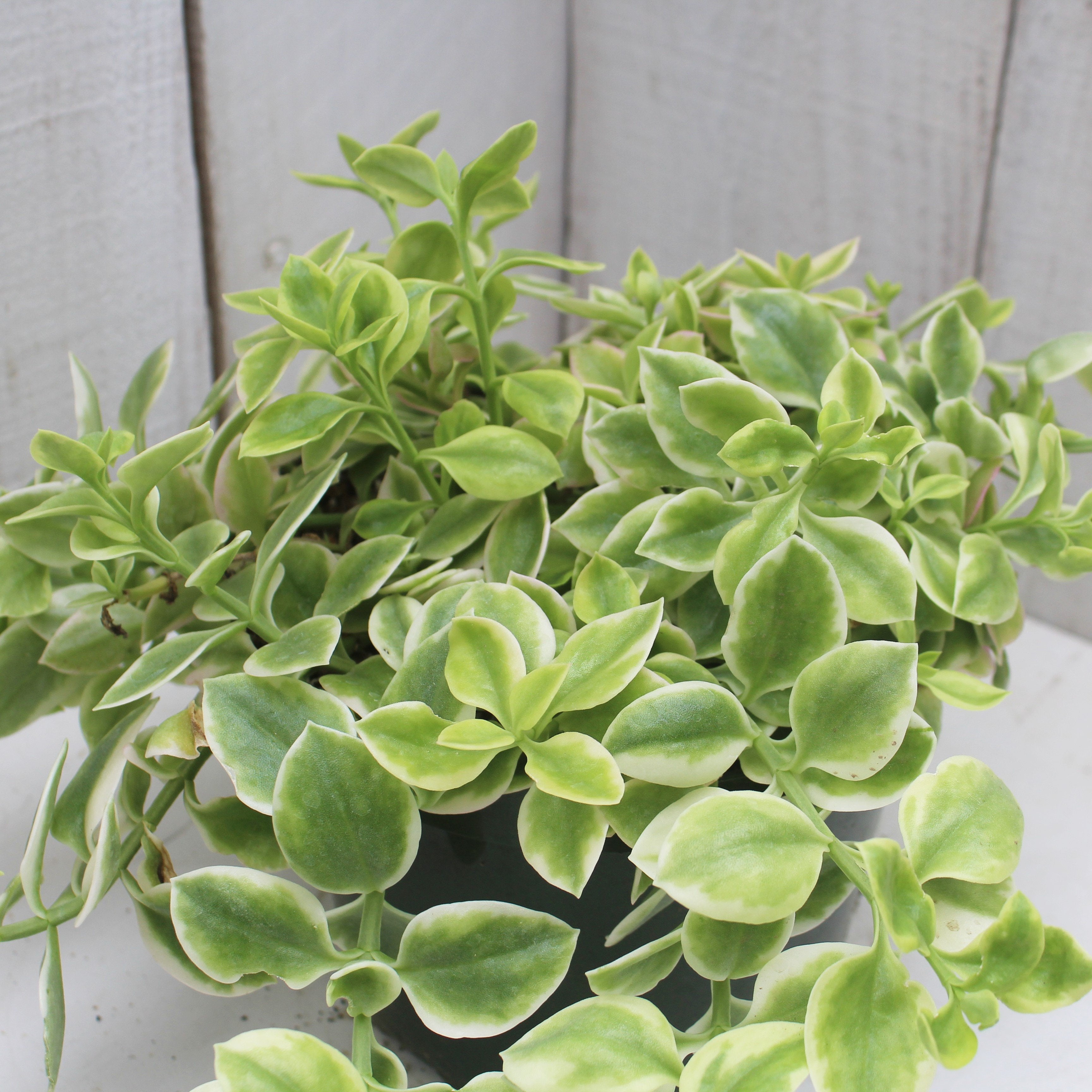 Aptenia cordifolia variegata – Succulent Gardens