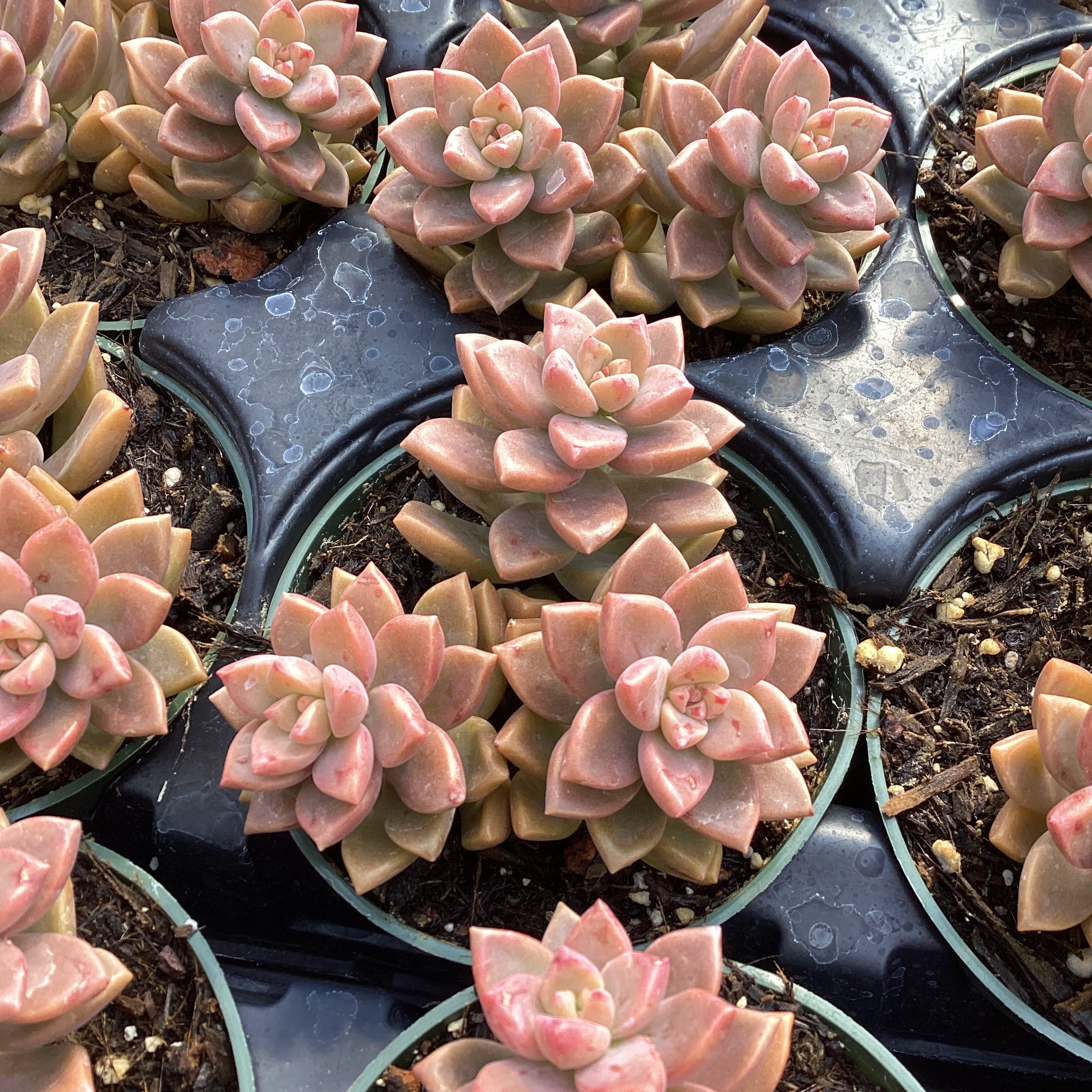bronze succulent Graptosedum 'Bronze' – Succulent Gardens