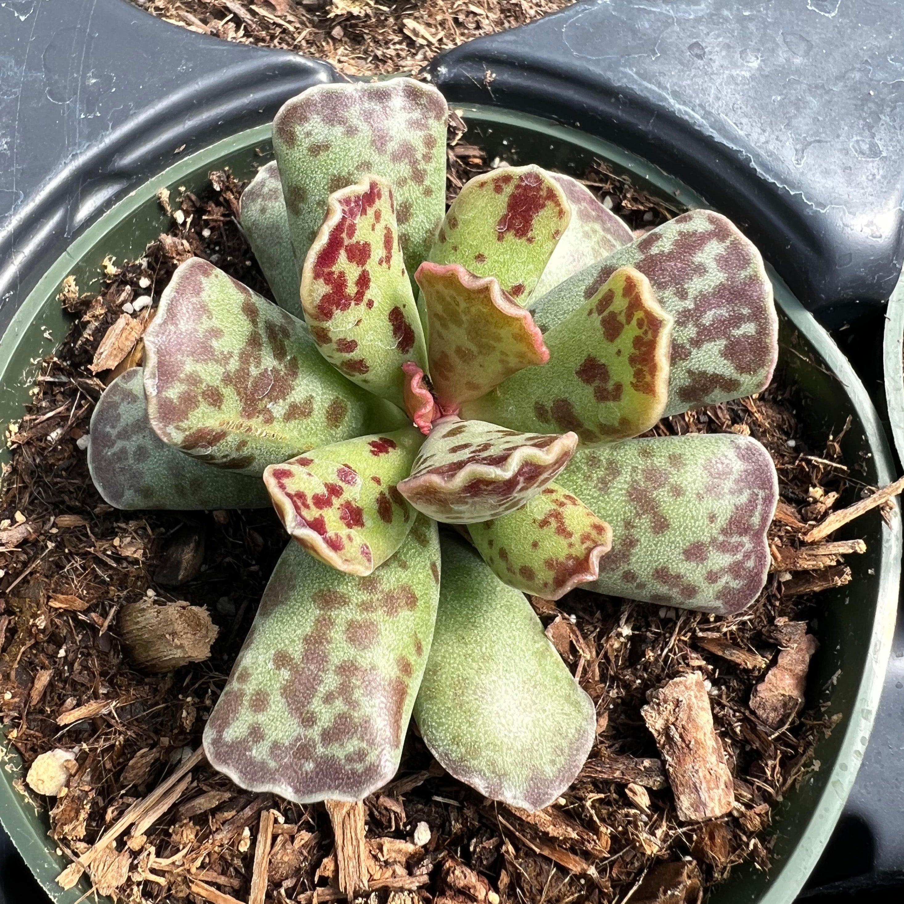 cooperi succulent Adromischus cooperi – Succulent Gardens