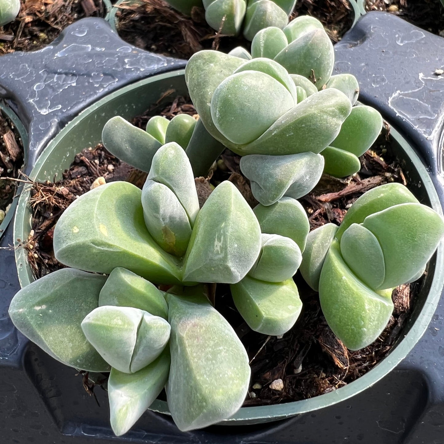 Gibbaeum dispar