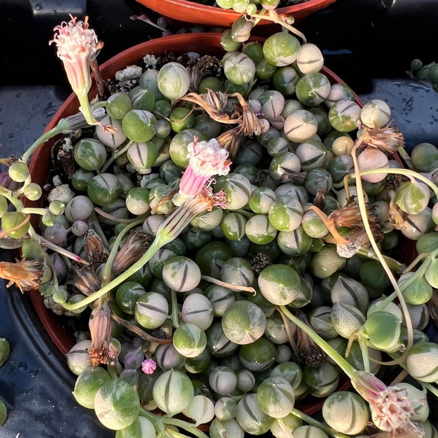 Senecio rowleyanus variegata