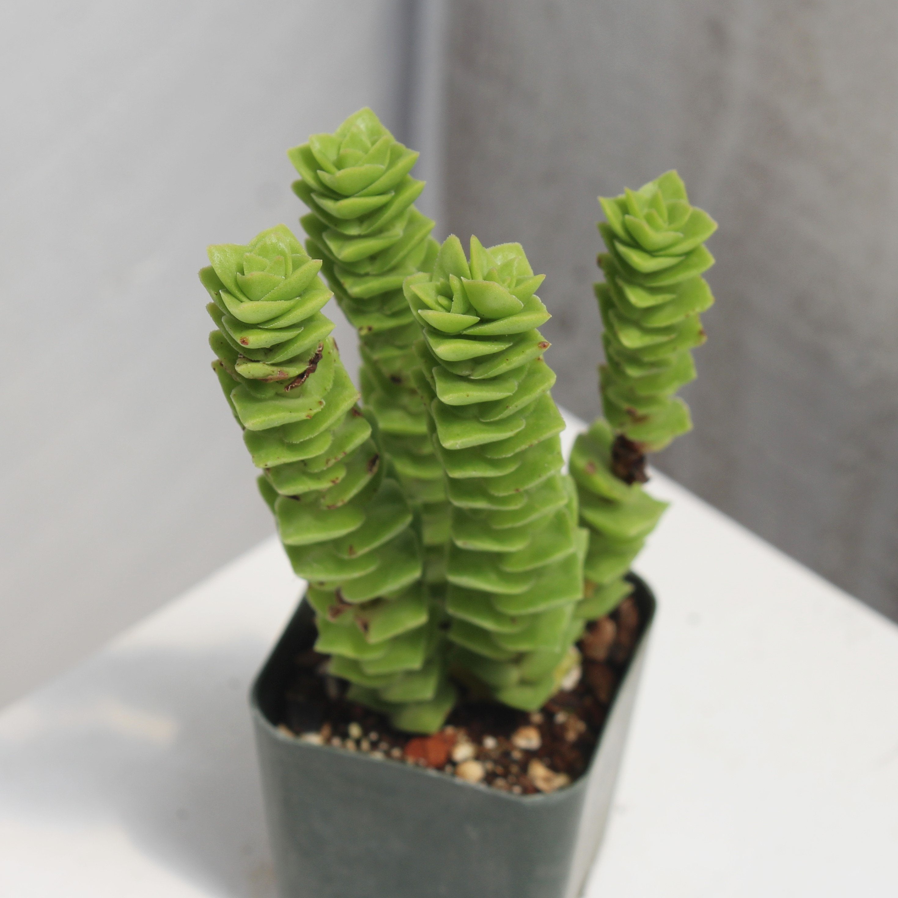 pagoda succulent plant Crassula 'Pagoda Village' – Succulent Gardens