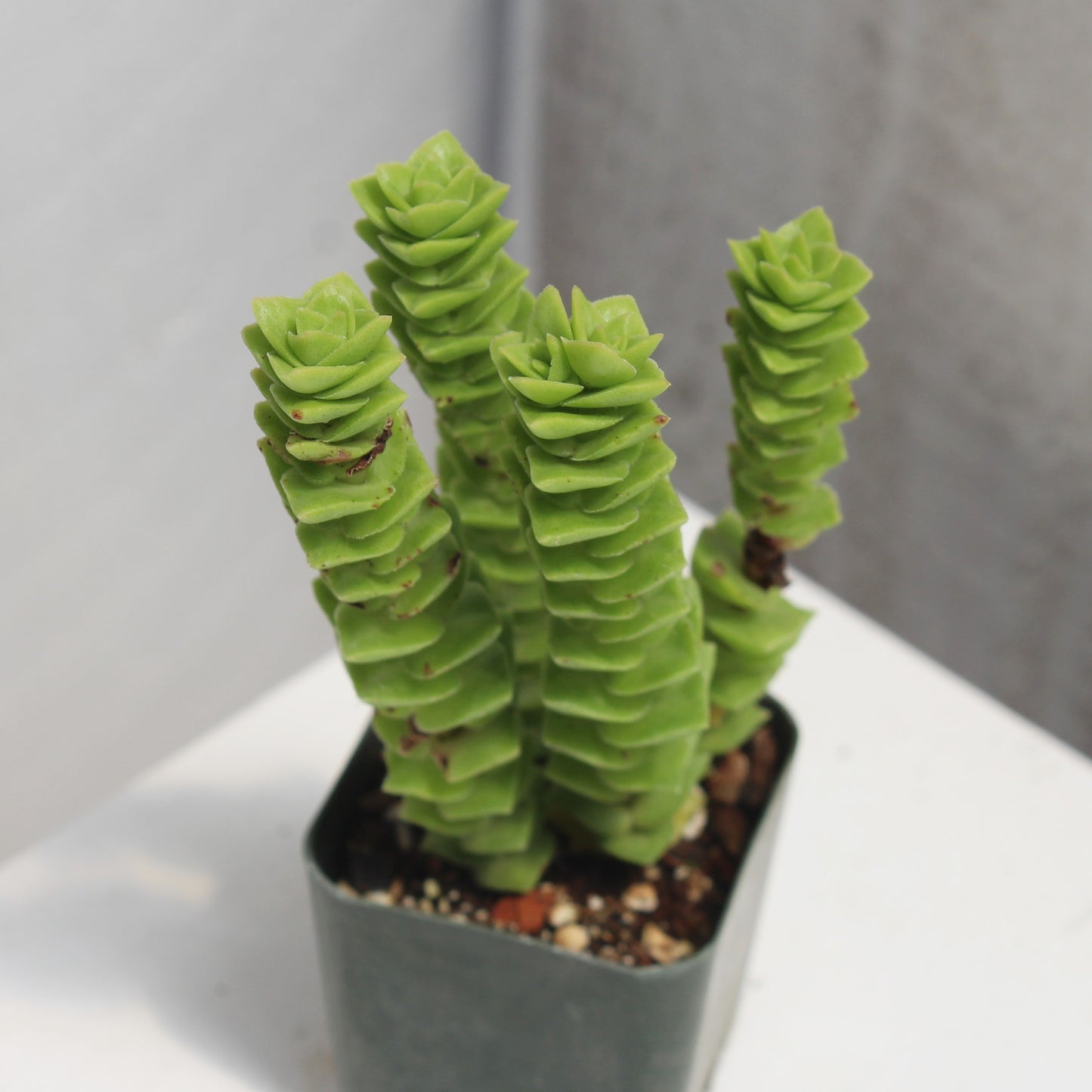 Crassula 'Pagoda Village'