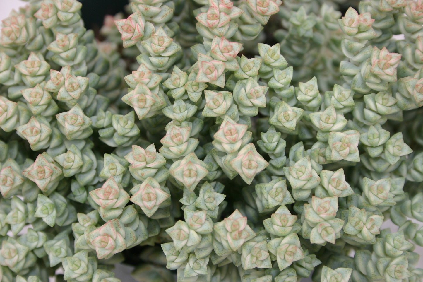 Crassula 'Tom Thumb' variegata