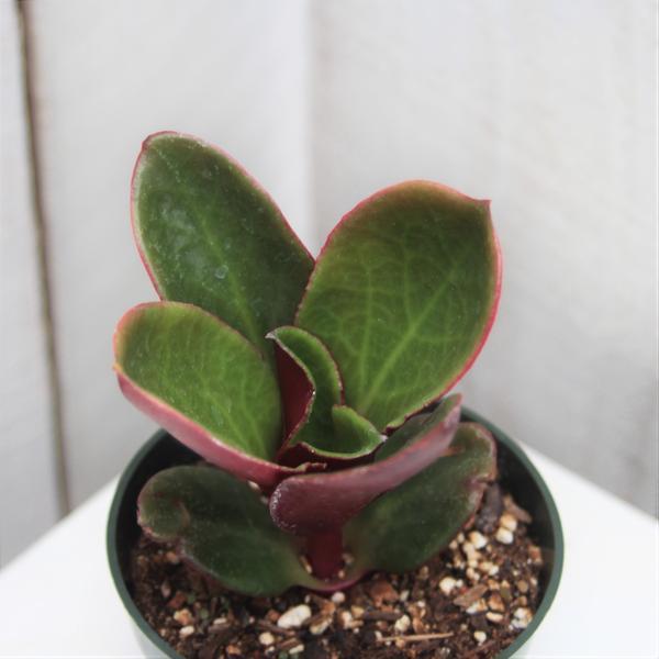 Crassula streyi