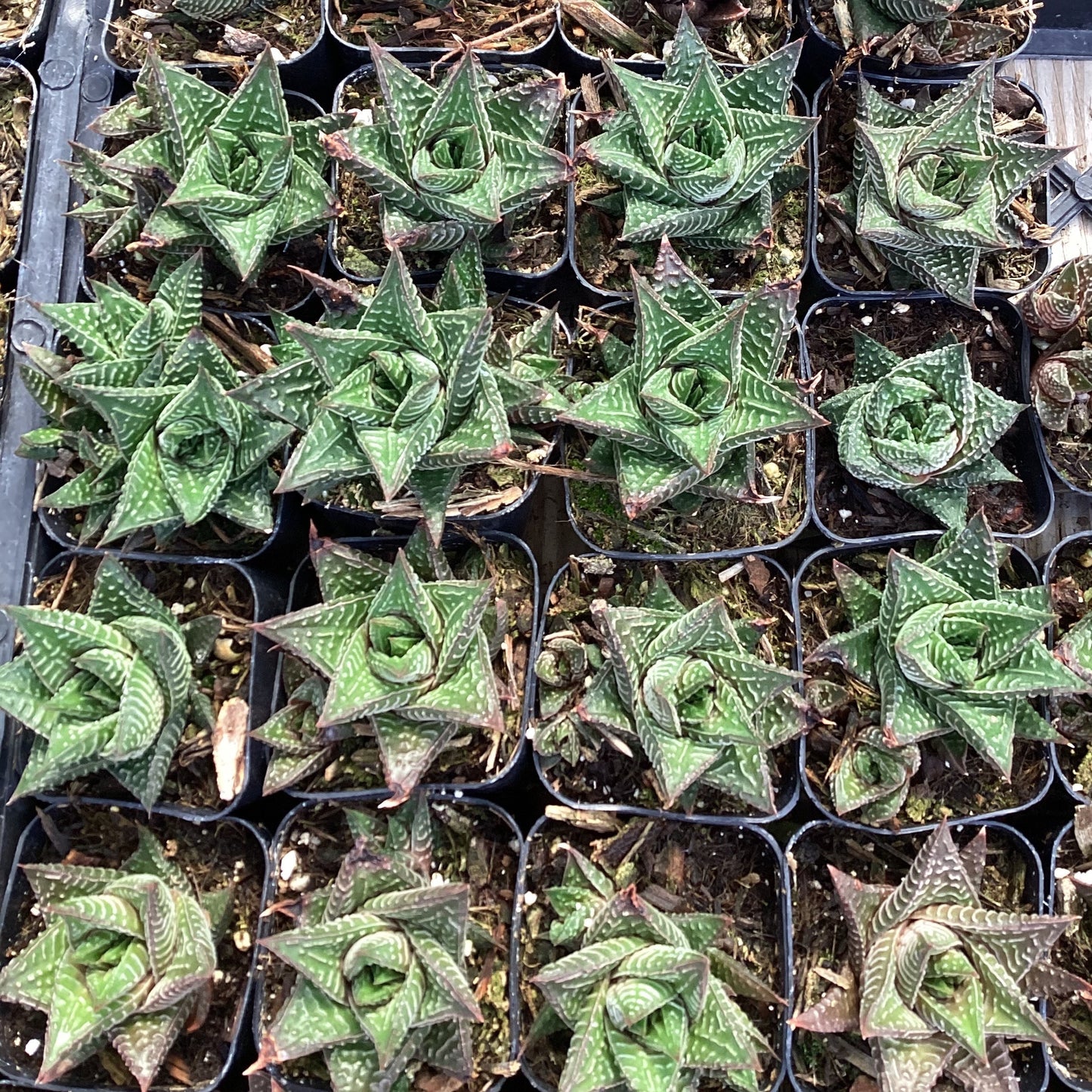 Haworthia limifolia