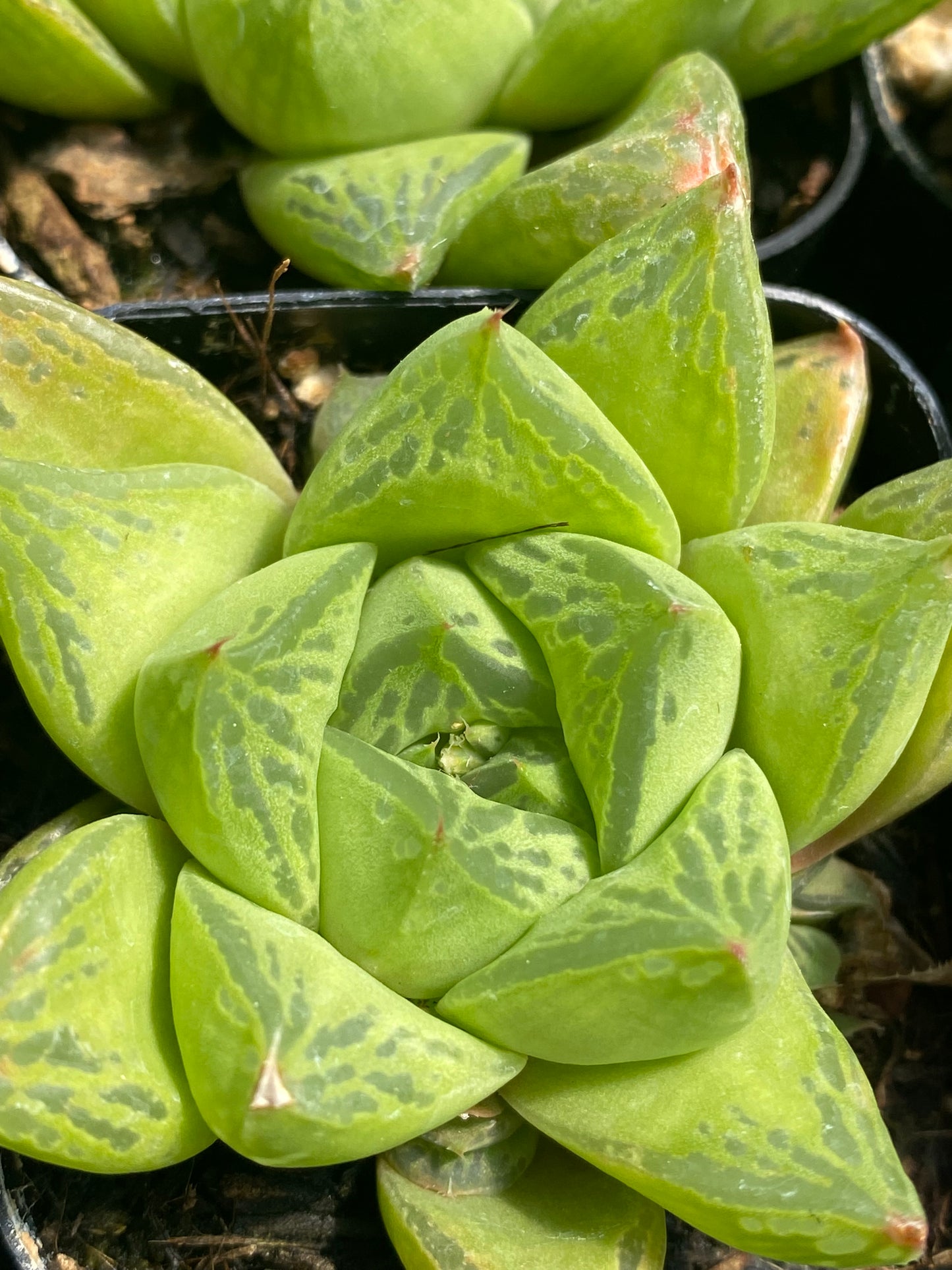 Haworthia cuspidata