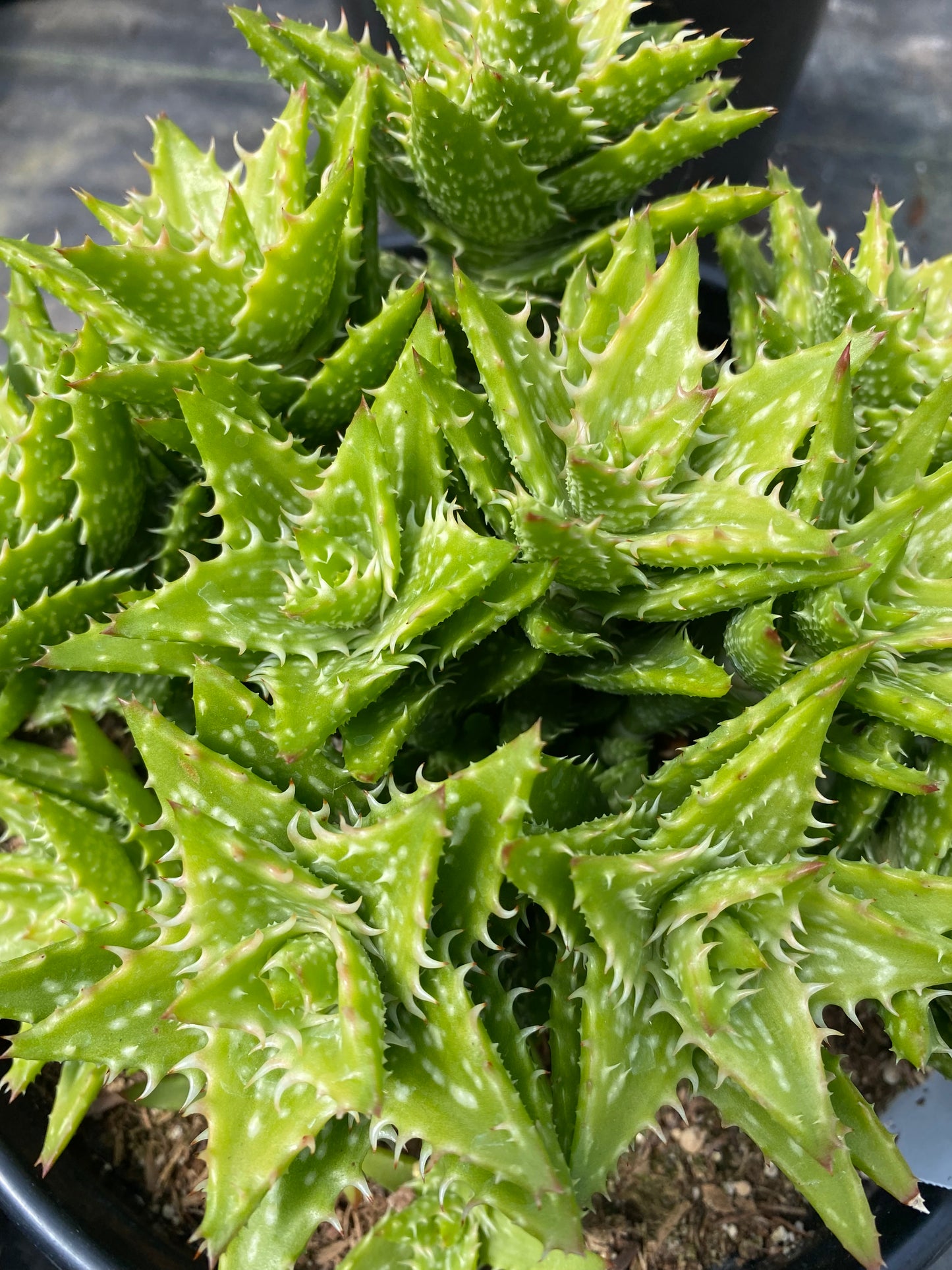 Aloe juvenna