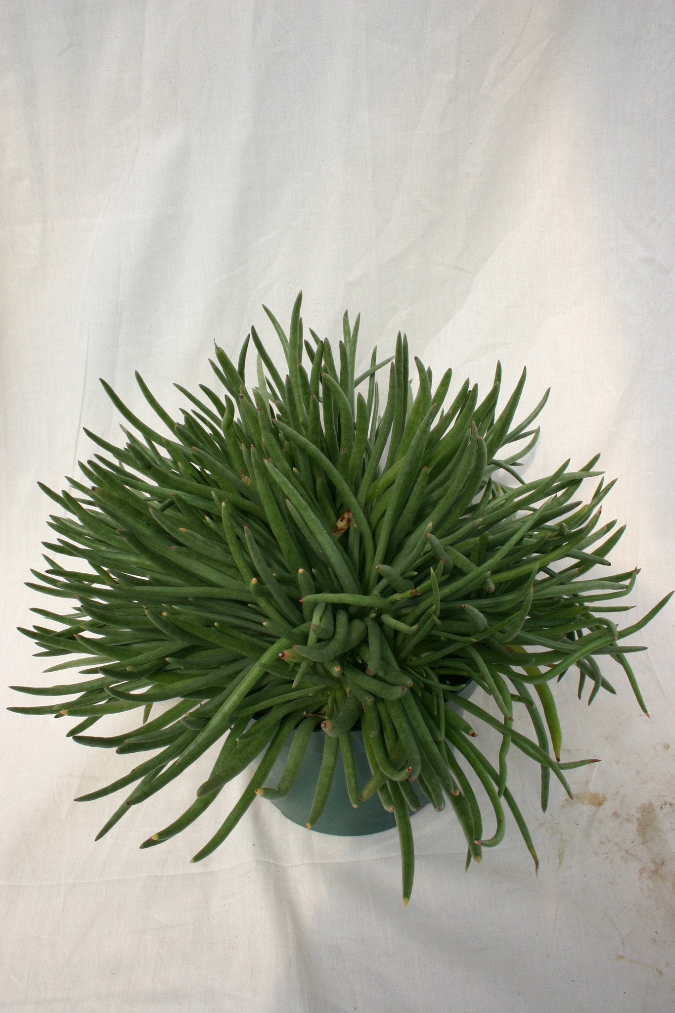 edulis succulent Dudleya edulis – Succulent Gardens