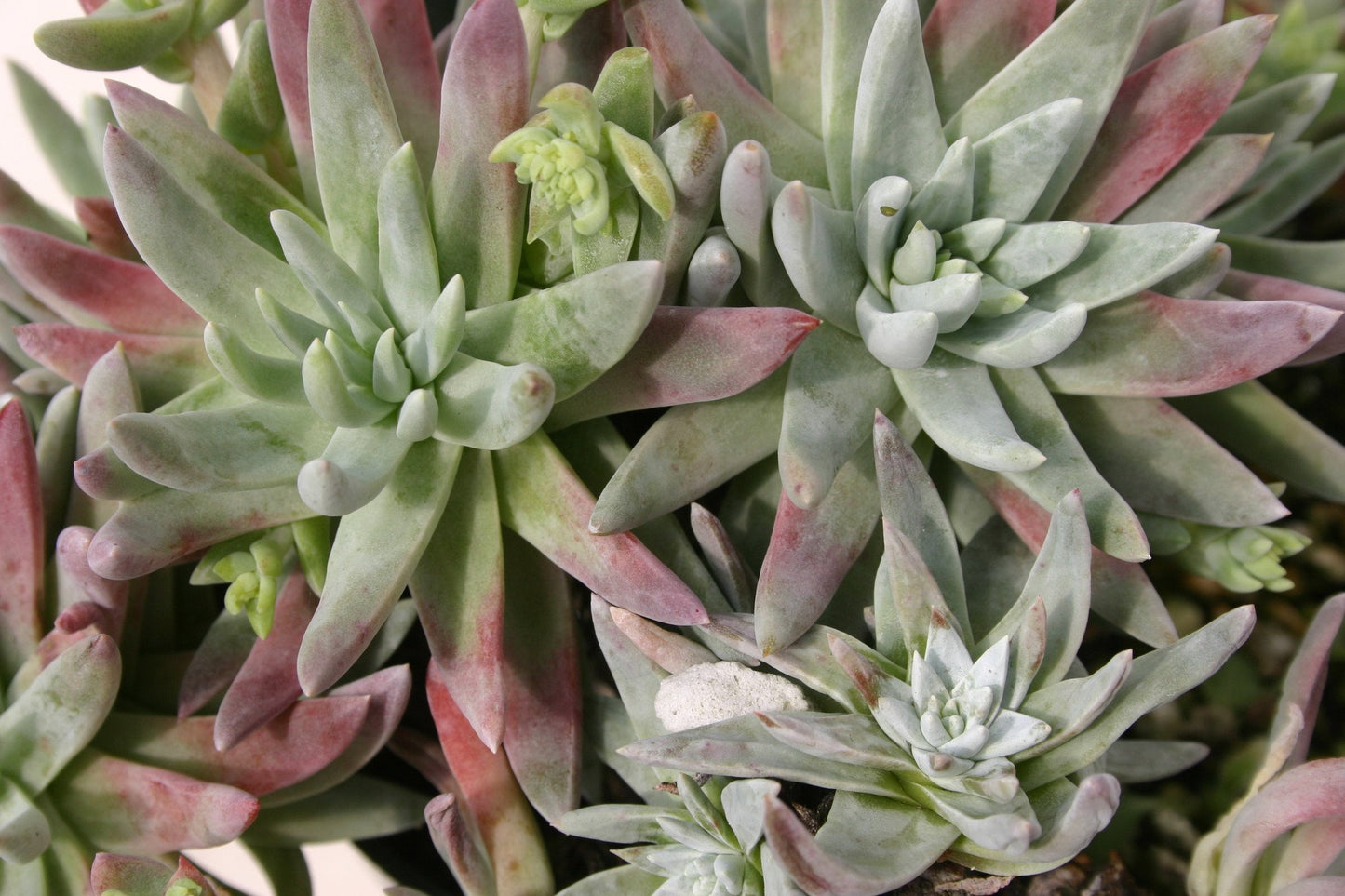 Dudleya greenii