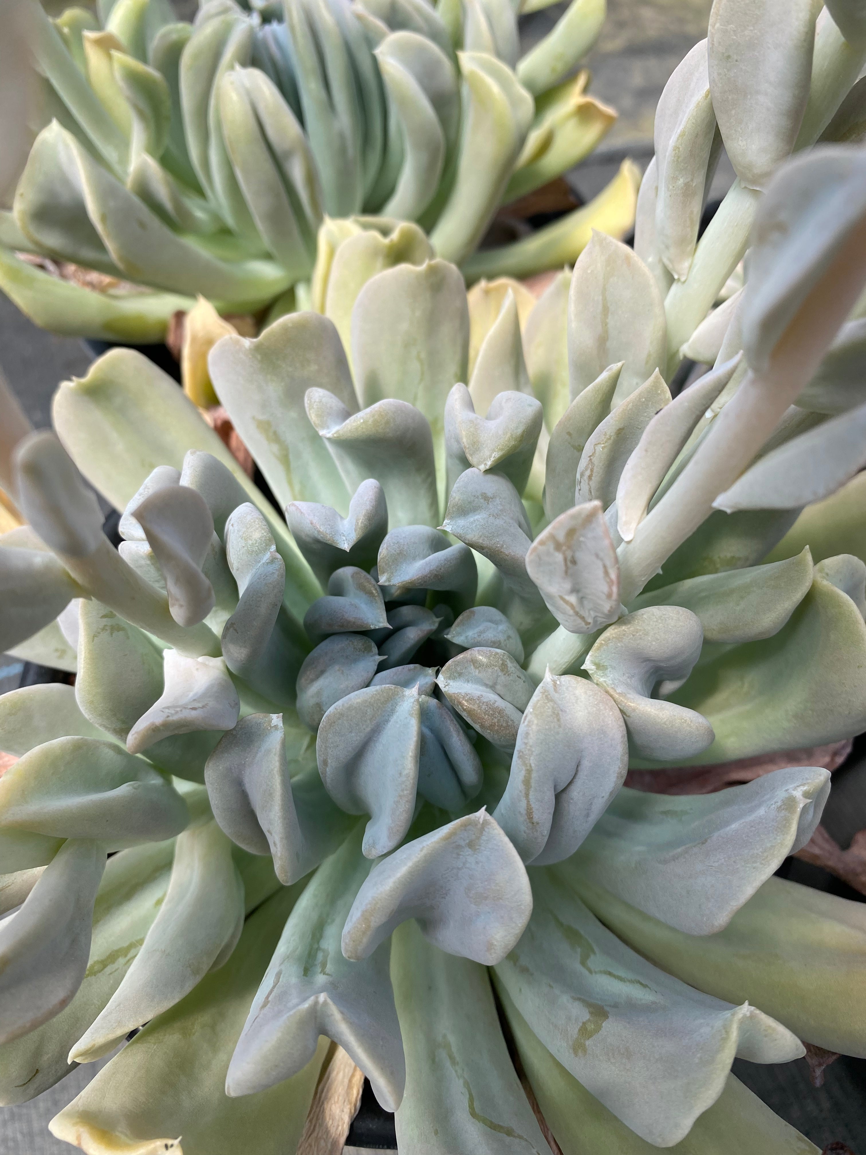Echeveria runyonii 'Topsy Turvy' – Succulent Gardens