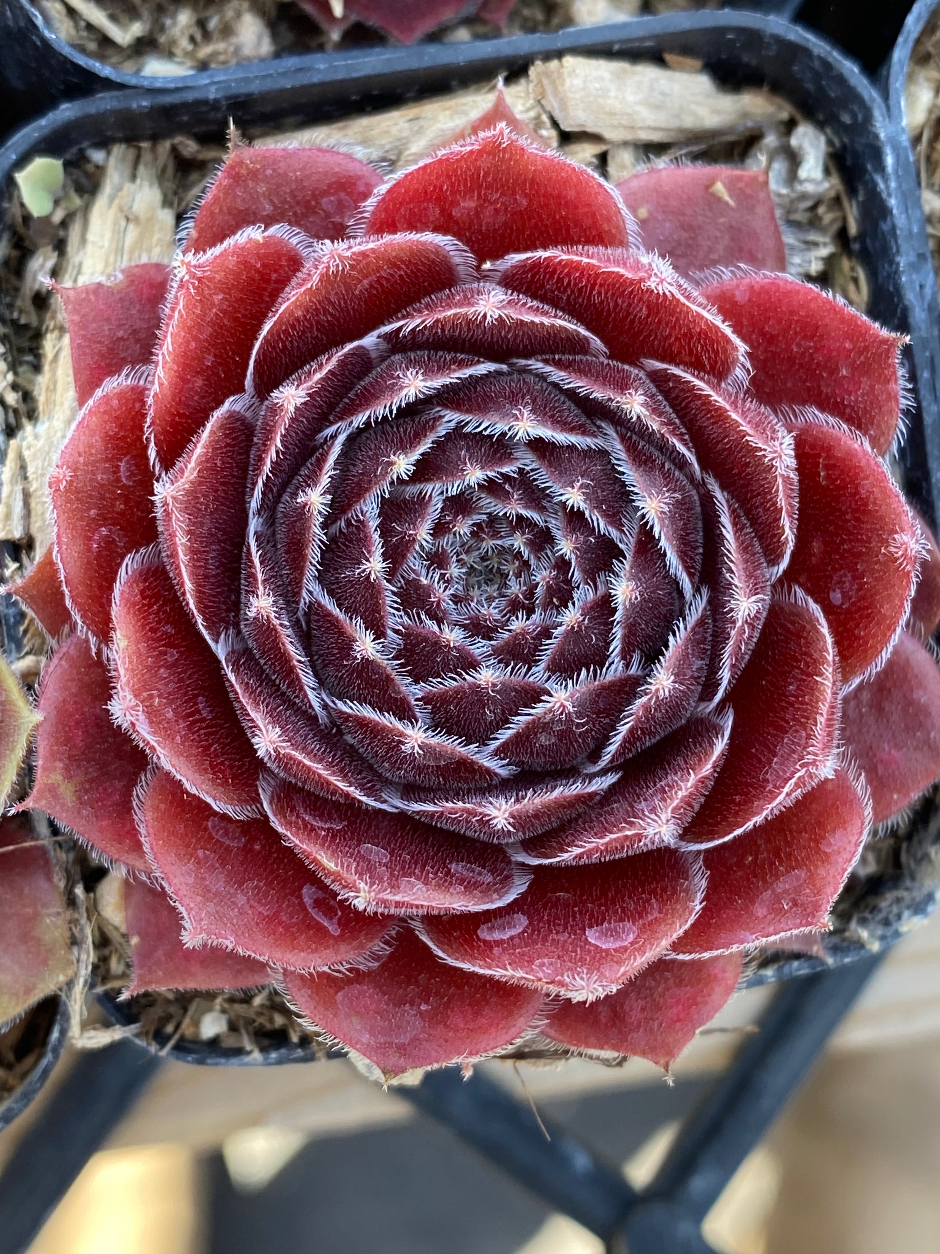 Sempervivum 'Dea' – Succulent Gardens