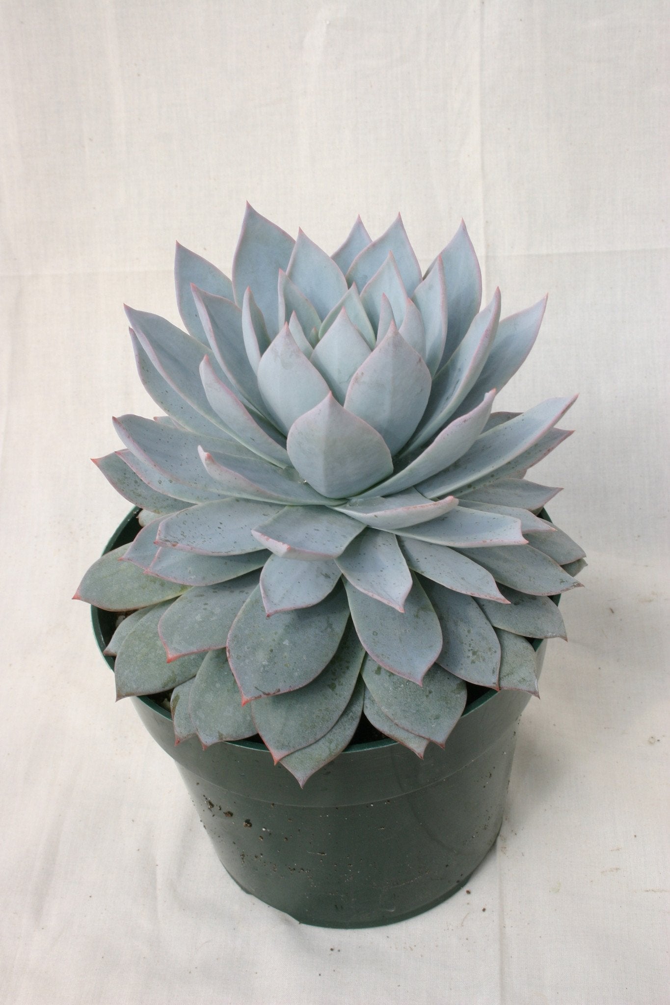 Echeveria peacockii