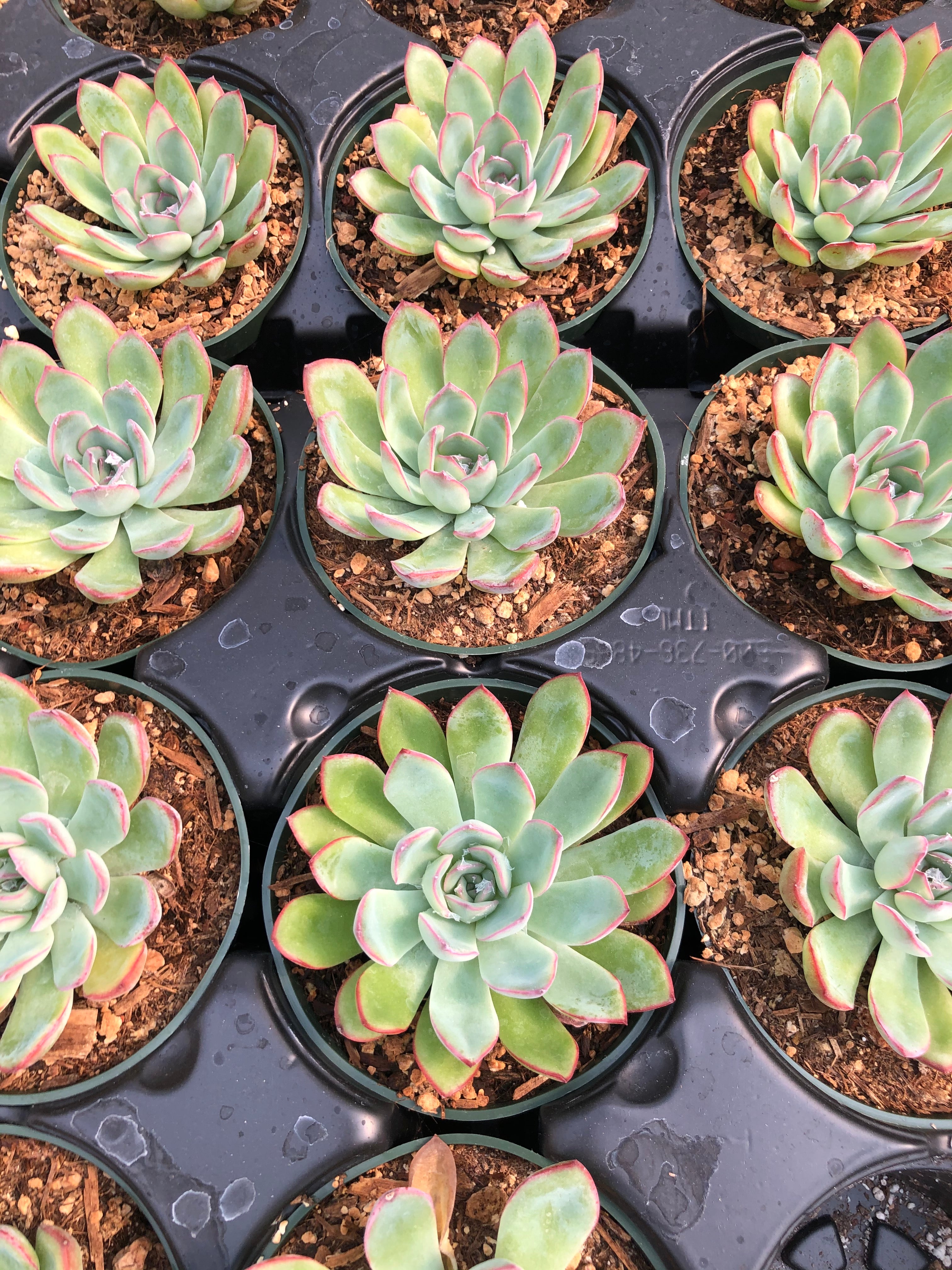 apus succulent Echeveria 'Apus' – Succulent Gardens