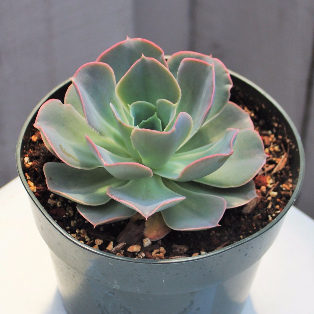 Echeveria 'Domingo'
