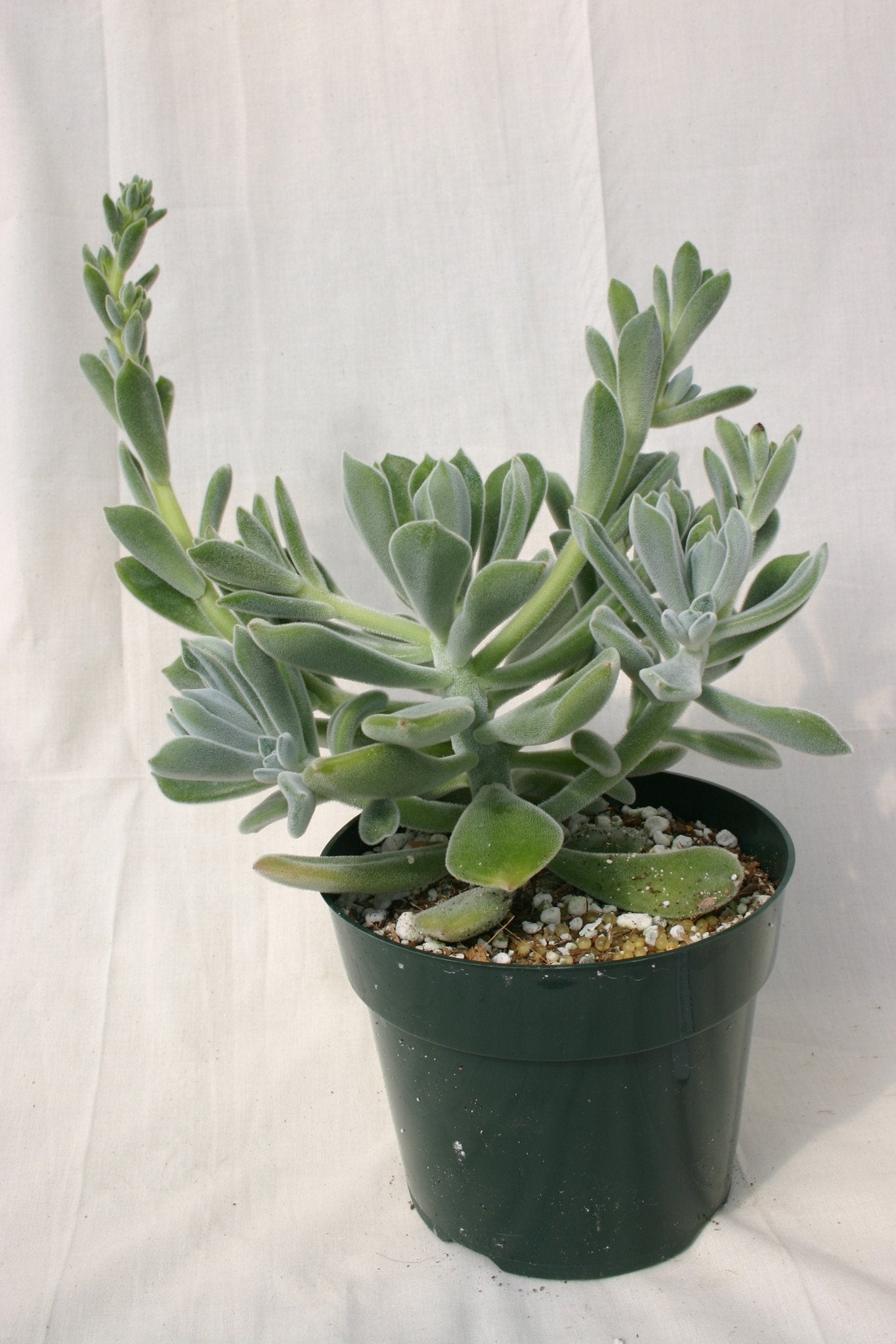 Echeveria leucotricha