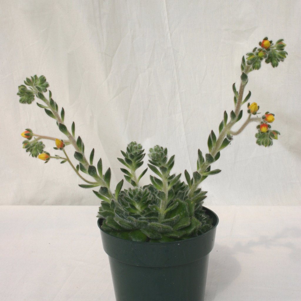 succulent with hairy leaves Echeveria setosa – Succulent Gardens