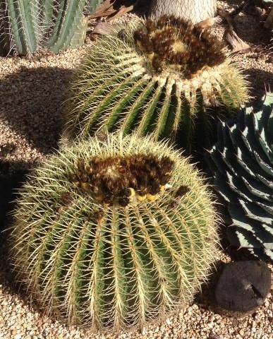 金鯱（Echinocactus grusonii） 金鯱 Echinocactus grusonii No.2 | mana's farm:塊根植